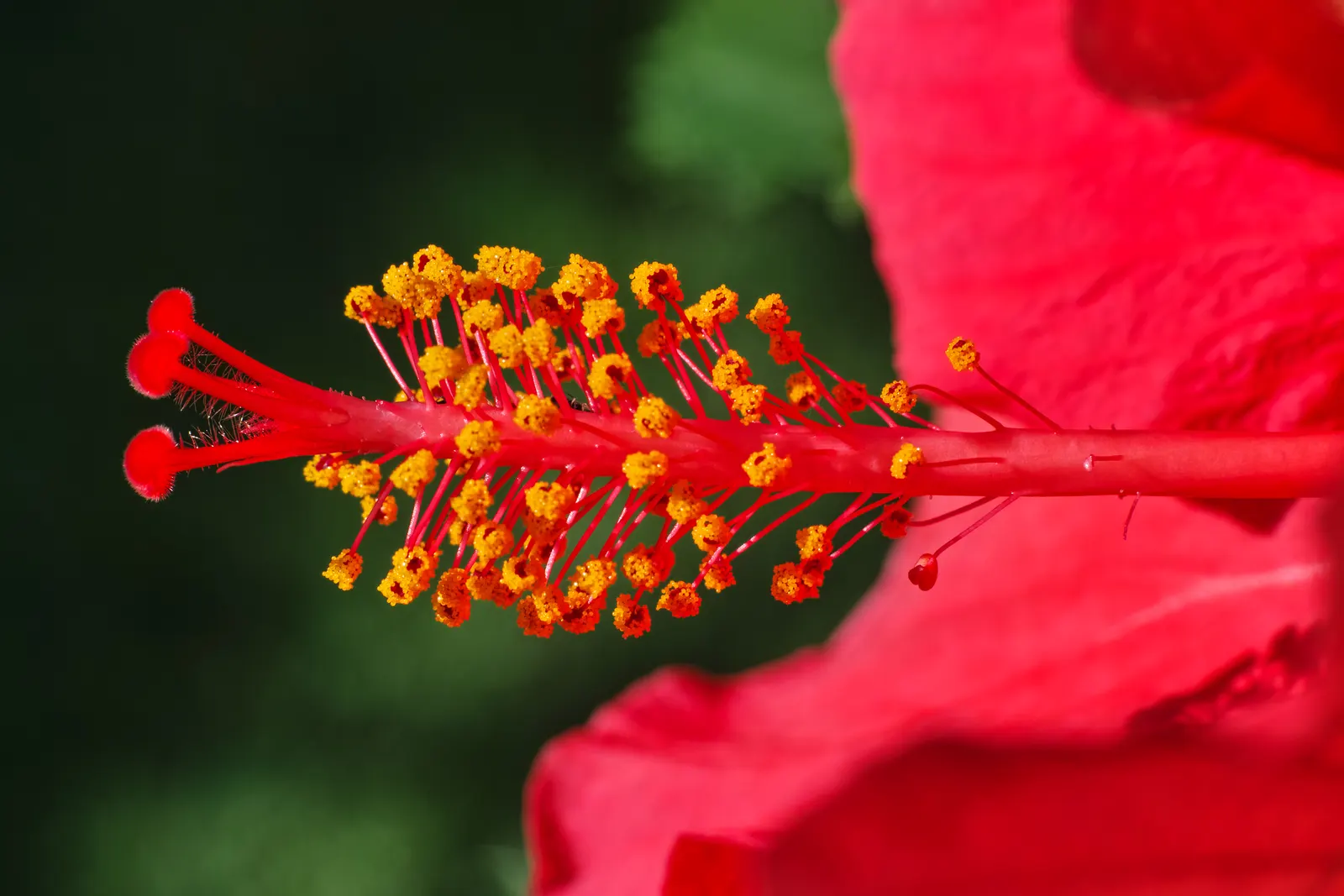 Brilliant Hibiscus (Hibiscus Rosa-Sinensis 'Brilliant') — which can last from spring until fall in the right conditions