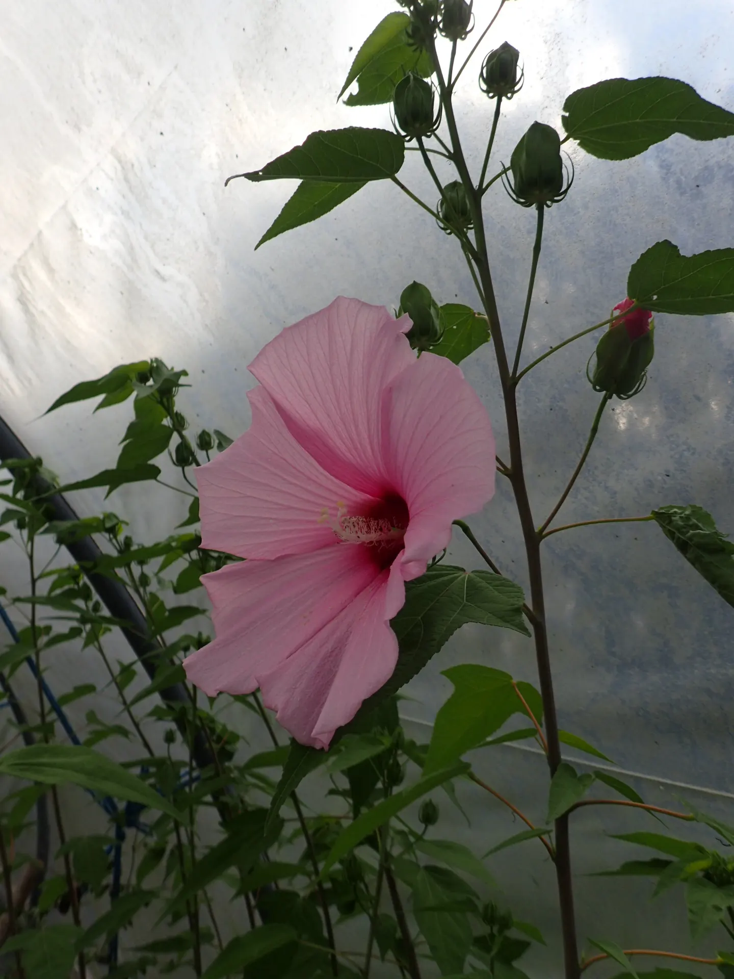 Brilliant Hibiscus (Hibiscus Rosa-Sinensis 'Brilliant') — yet showy plant that brings life and color to their garden spaces; shrub with red blooms, image 66