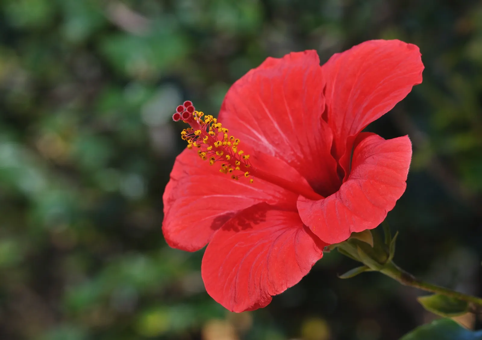 Brilliant Hibiscus (Hibiscus Rosa-Sinensis 'Brilliant') — shrub for full or half