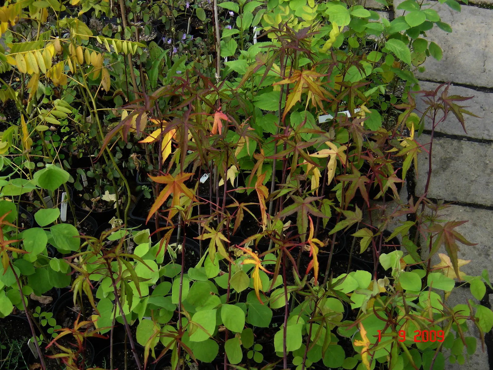 Brilliant Hibiscus (Hibiscus Rosa-Sinensis 'Brilliant') — This evergreen shrub reaches 4-8 feet high and 5-7 feet wide, flourishing in full sun to, image 48
