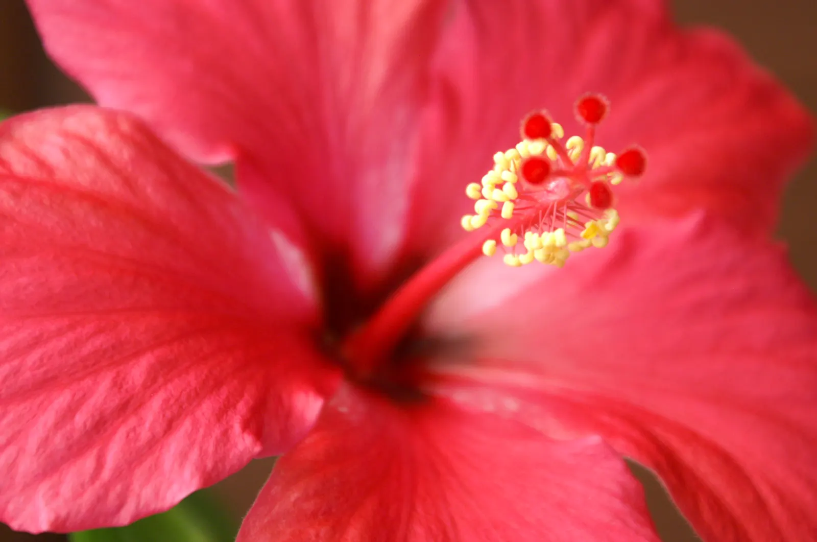 Brilliant Hibiscus (Hibiscus Rosa-Sinensis 'Brilliant') — glossy foliage.<br><br>The leaves of the Brilliant Hibiscus are ovate to lanceolate in shape