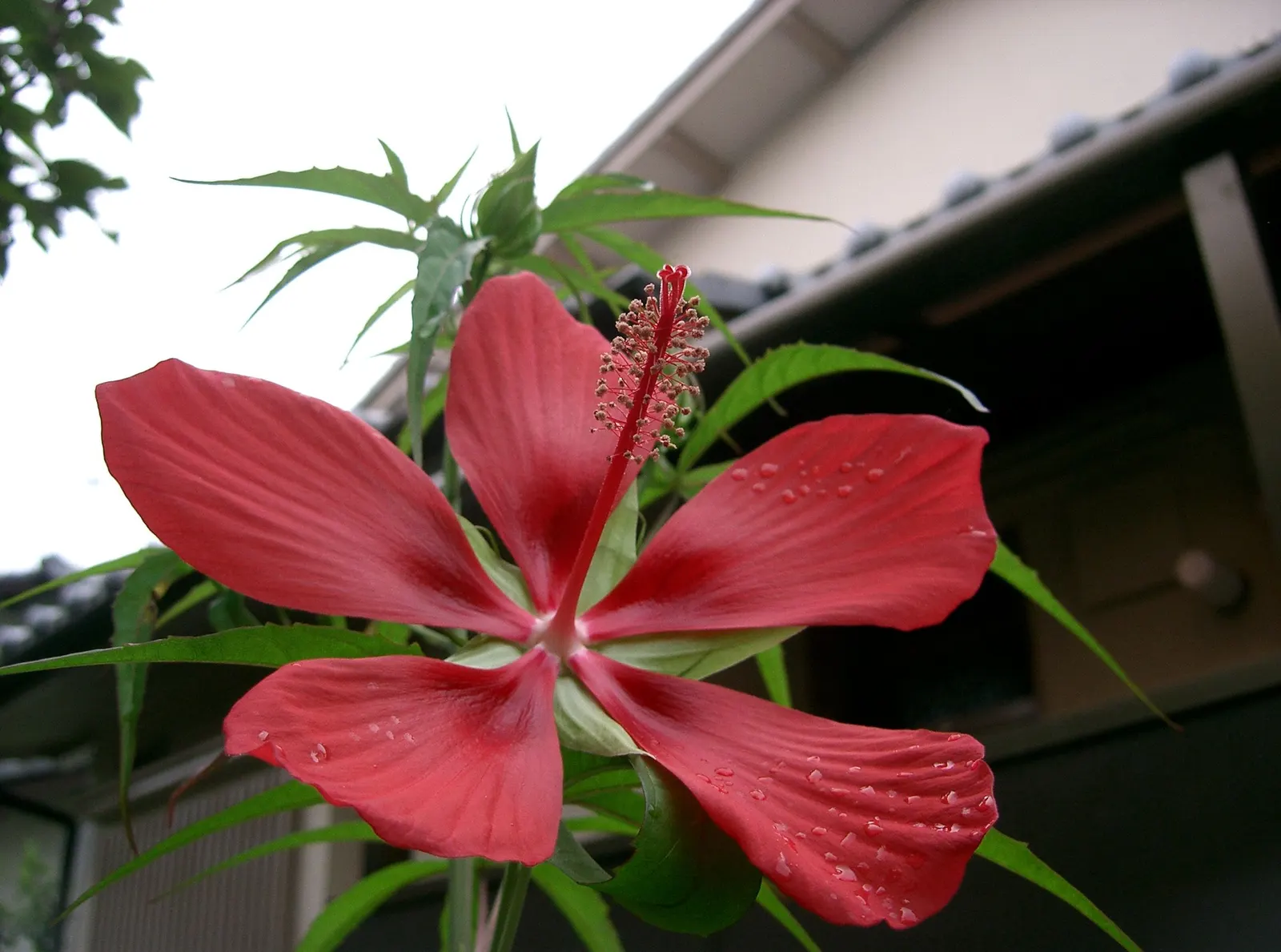 Brilliant Hibiscus (Hibiscus Rosa-Sinensis 'Brilliant') — yet showy plant that brings life and color to their garden spaces
