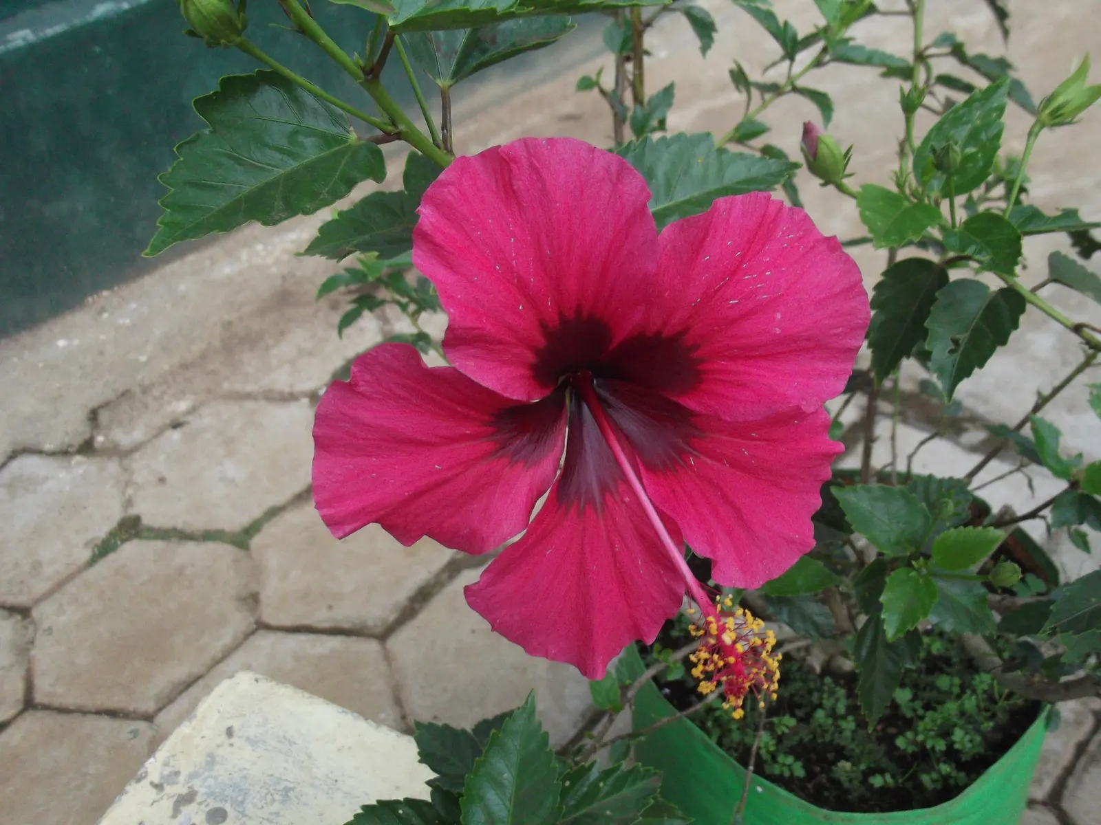 Brilliant Hibiscus (Hibiscus Rosa-Sinensis 'Brilliant') — the Brilliant Hibiscus can be used as a standalone focal point; with sizes ranging from 3 to 6 inches