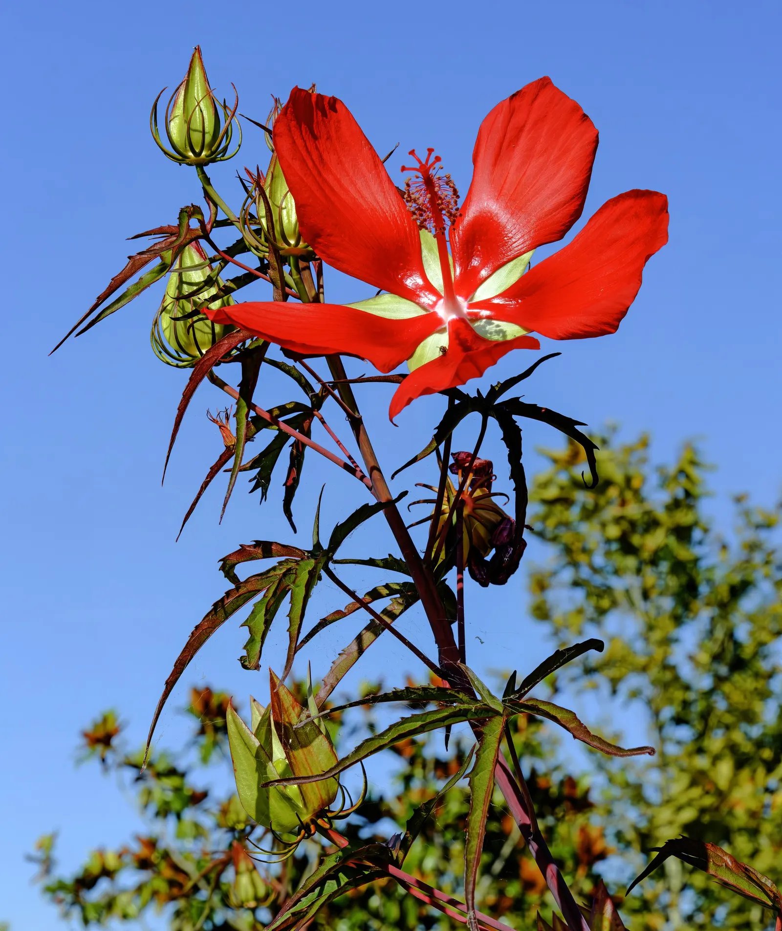 Brilliant Hibiscus (Hibiscus Rosa-Sinensis 'Brilliant') — With its dazzling red flowers