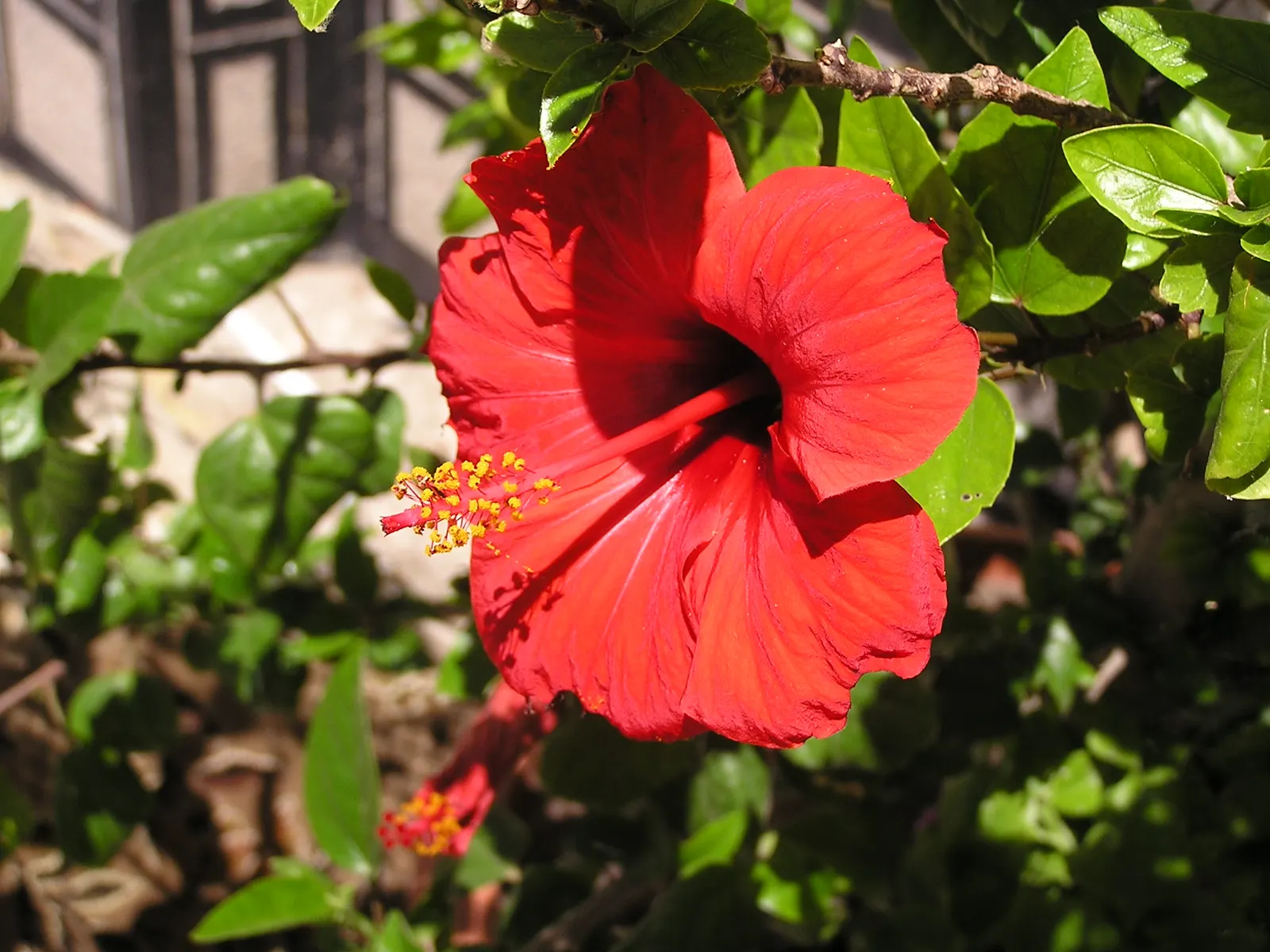 Brilliant Hibiscus (Hibiscus Rosa-Sinensis 'Brilliant') — It requires well-draining soil with moderate moisture and benefits from regular watering, image 82