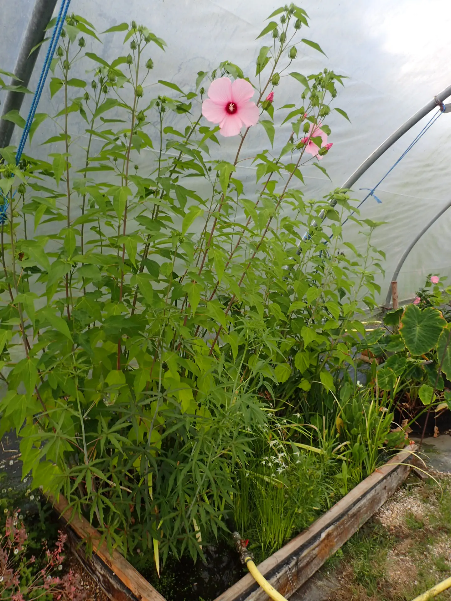 Brilliant Hibiscus (Hibiscus Rosa-Sinensis 'Brilliant') — it adds a tropical flair to mixed borders or as a standout specimen in residential or commercial