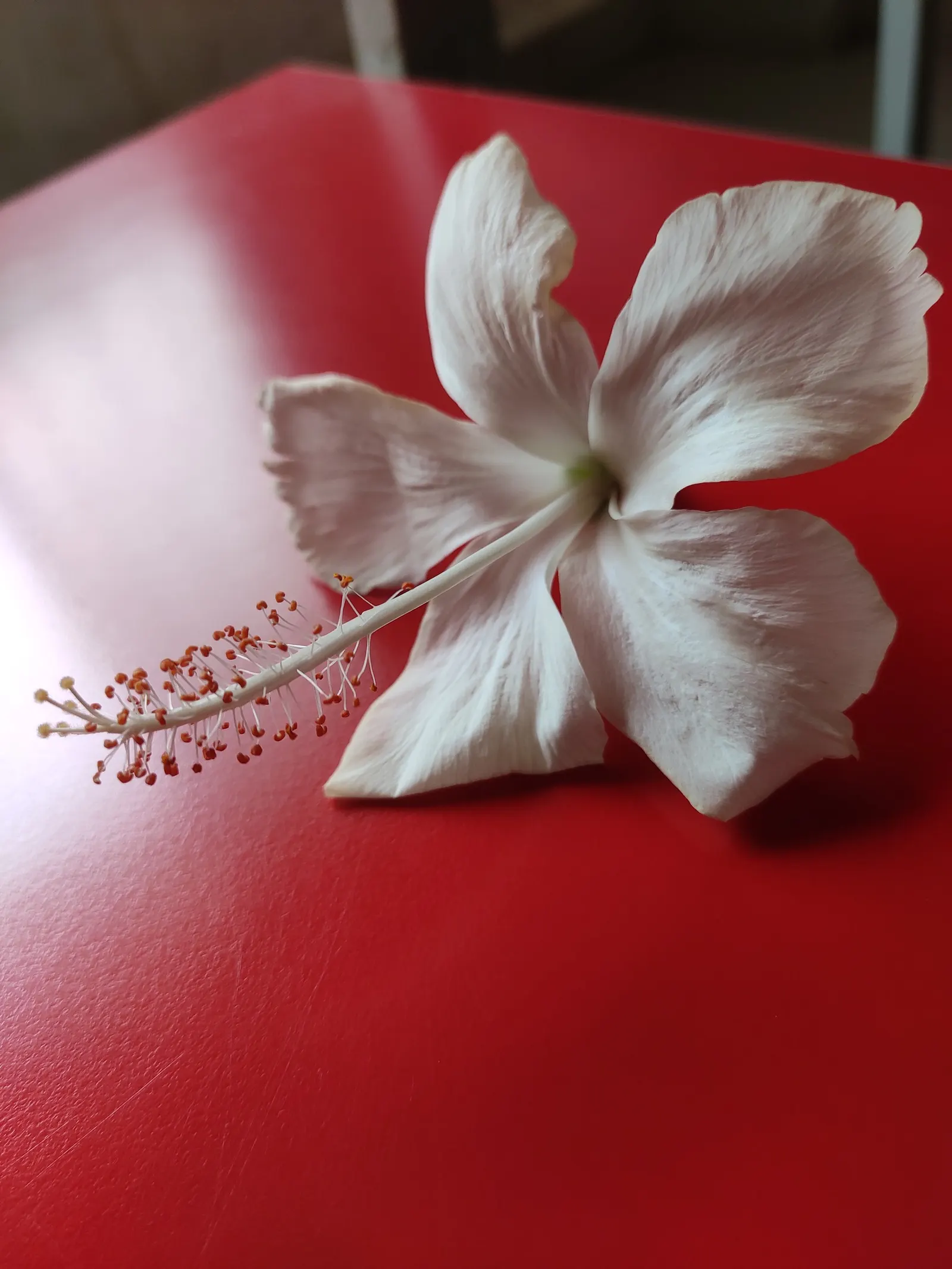 Brilliant Hibiscus (Hibiscus Rosa-Sinensis 'Brilliant') — with sizes ranging from 3 to 6 inches long; red flowers in the garden, image 56