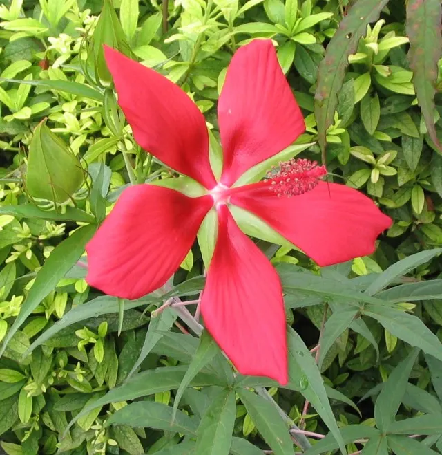 Brilliant Hibiscus (Hibiscus Rosa-Sinensis 'Brilliant') — This evergreen shrub reaches 4-8 feet high and 5-7 feet wide, flourishing in full sun to, image 71