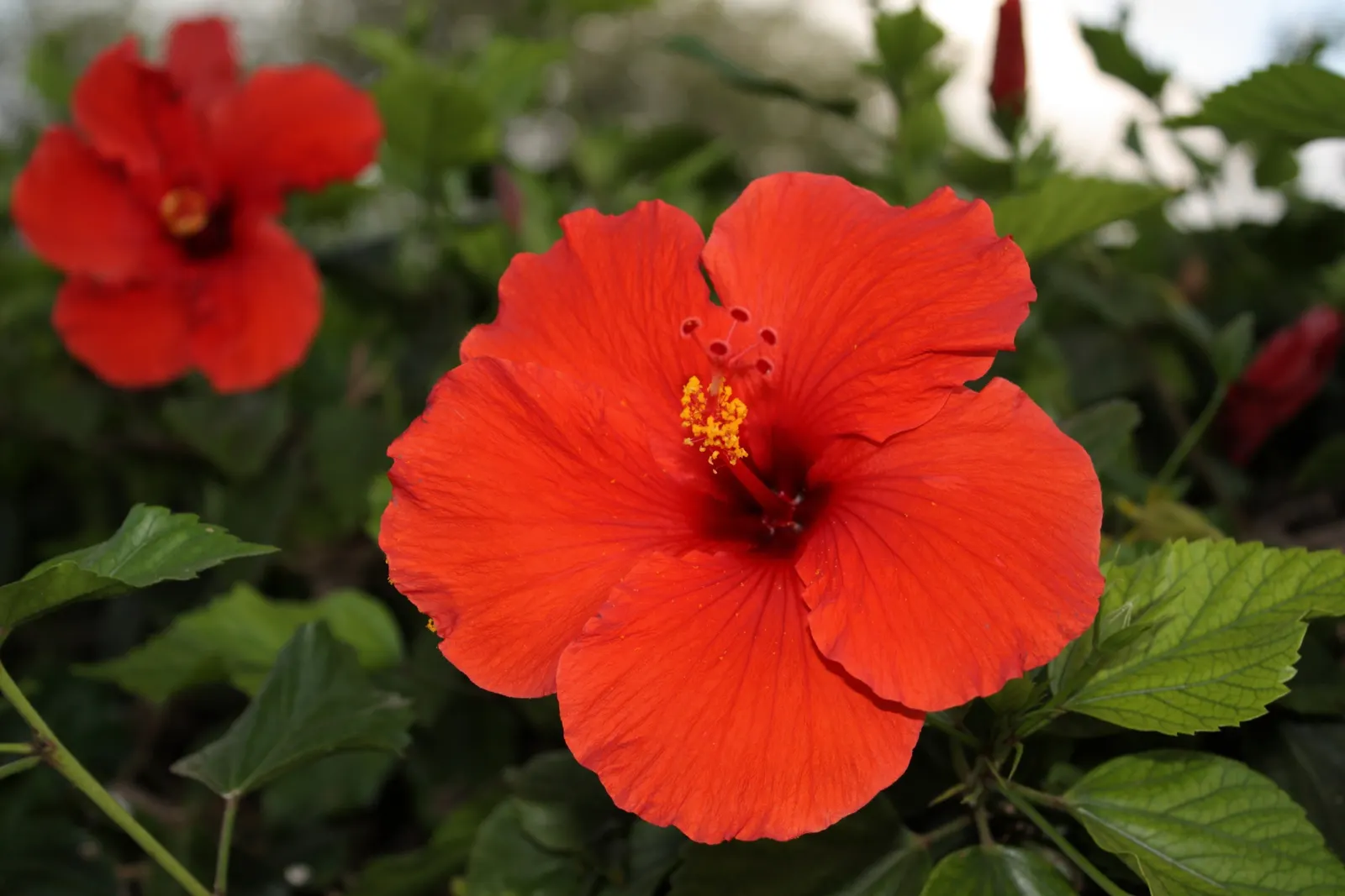 Brilliant Hibiscus (Hibiscus Rosa-Sinensis 'Brilliant') — This variety thrives in USDA Hardiness Zones 9 to 11; commonly referred to as the Brilliant Hibiscus