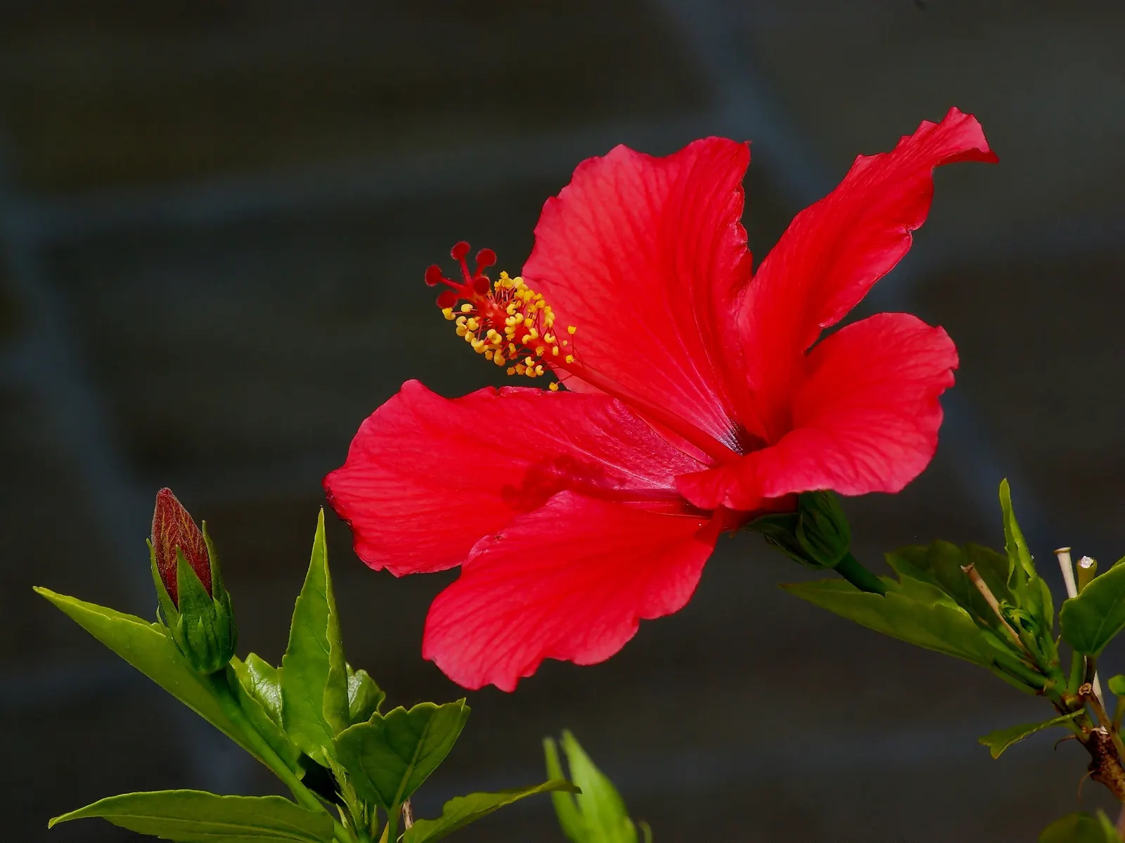 Brilliant Hibiscus (Hibiscus Rosa-Sinensis 'Brilliant') — red flowers in the garden