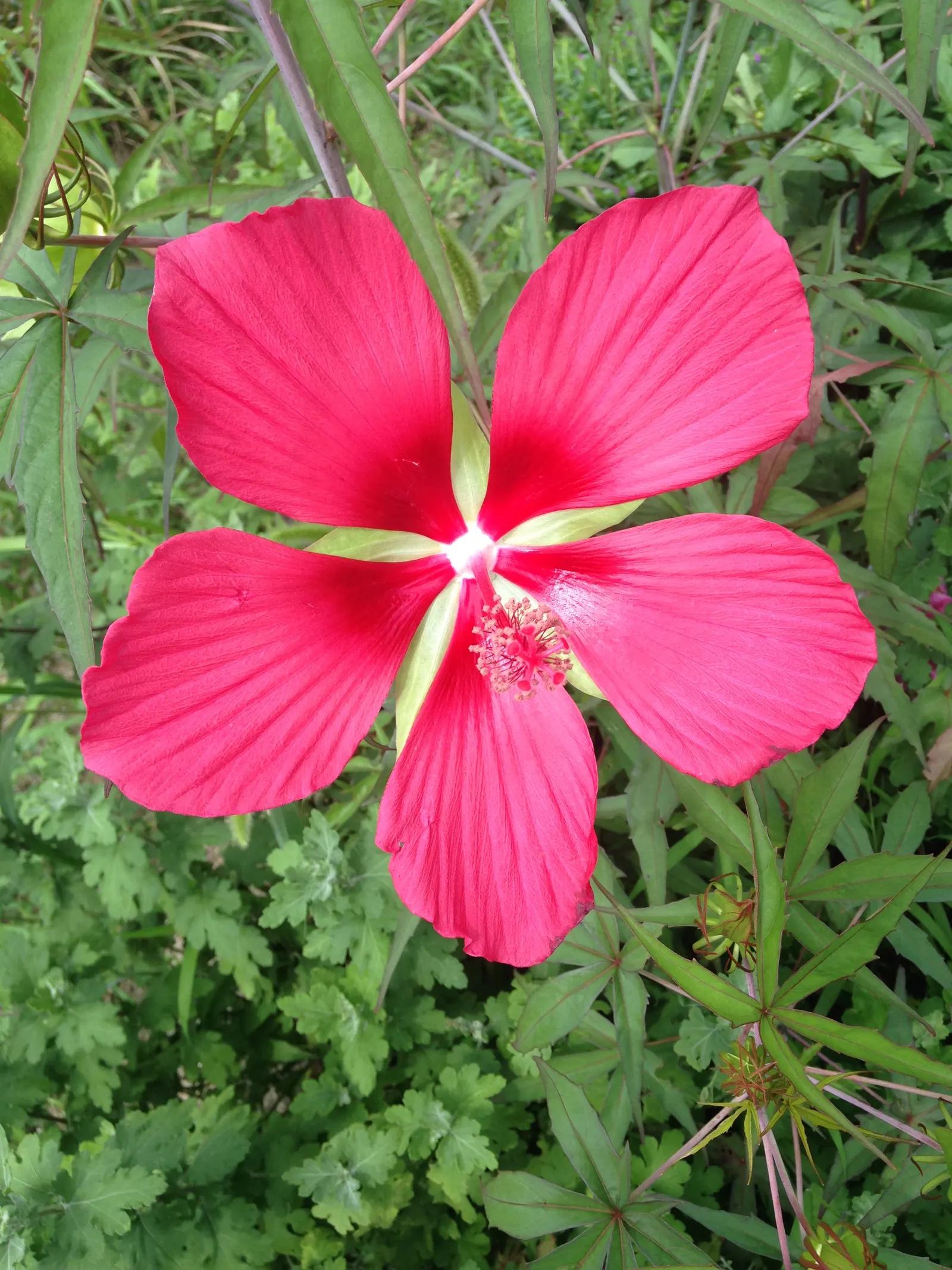Brilliant Hibiscus (Hibiscus Rosa-Sinensis 'Brilliant') — each blossom can span approximately 4 to 8 inches in diameter; shrub for full or half