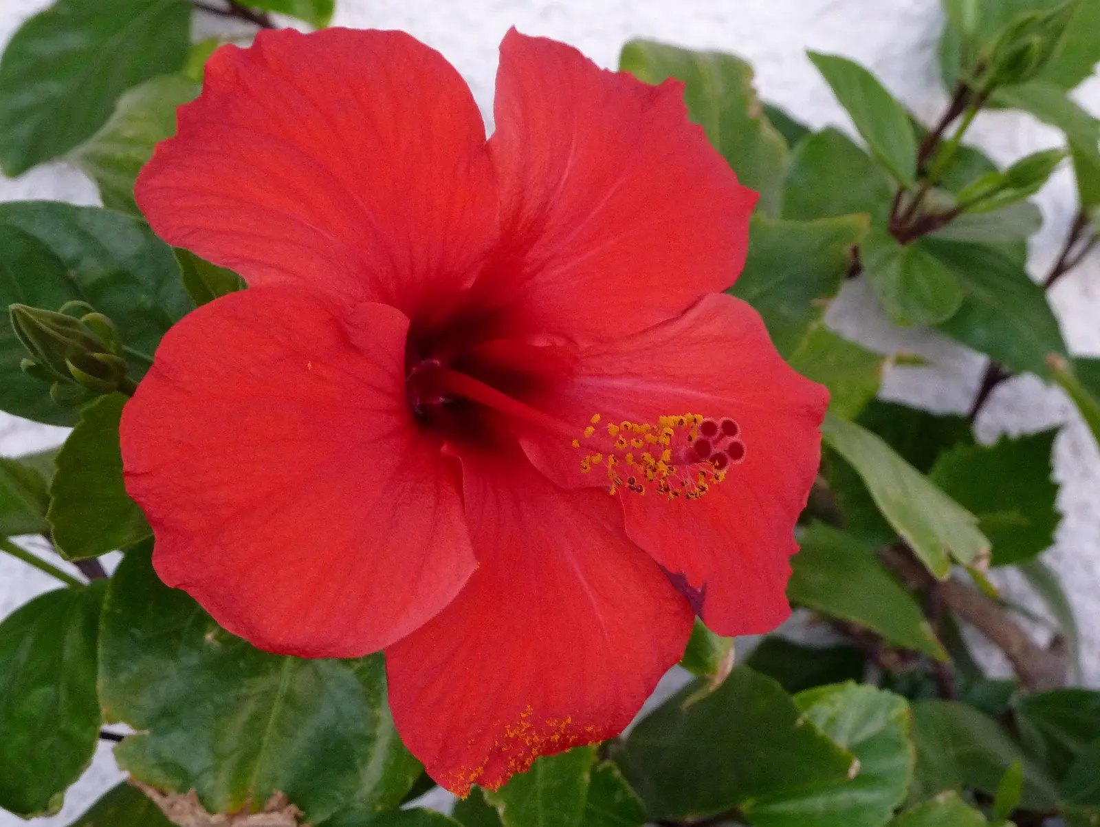 Brilliant Hibiscus (Hibiscus Rosa-Sinensis 'Brilliant') — commonly referred to as the Brilliant Hibiscus; glossy foliage.<br><br>The leaves of the Brilliant