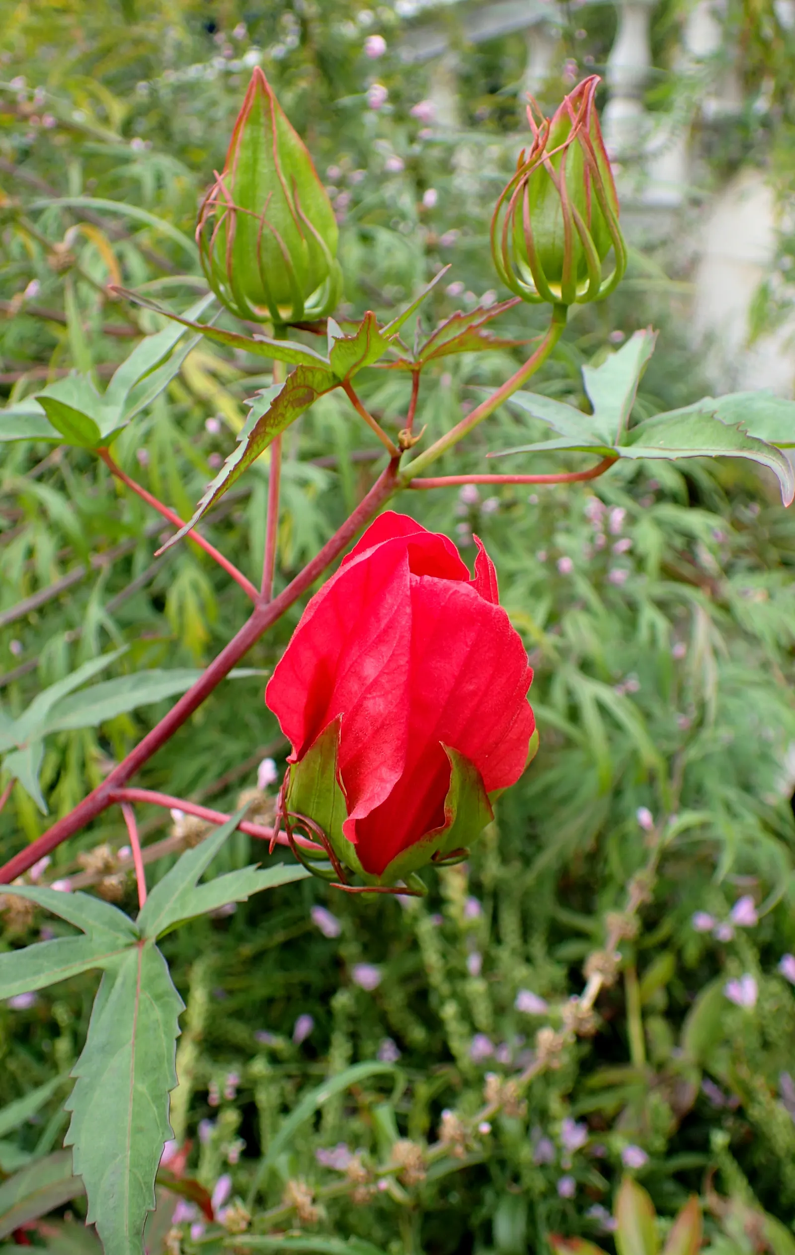 Brilliant Hibiscus (Hibiscus Rosa-Sinensis 'Brilliant') — shrub with red blooms