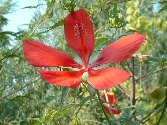 Brilliant Hibiscus (Hibiscus Rosa-Sinensis 'Brilliant') — shrub for full or half; yet showy plant that brings life and color to their garden spaces
