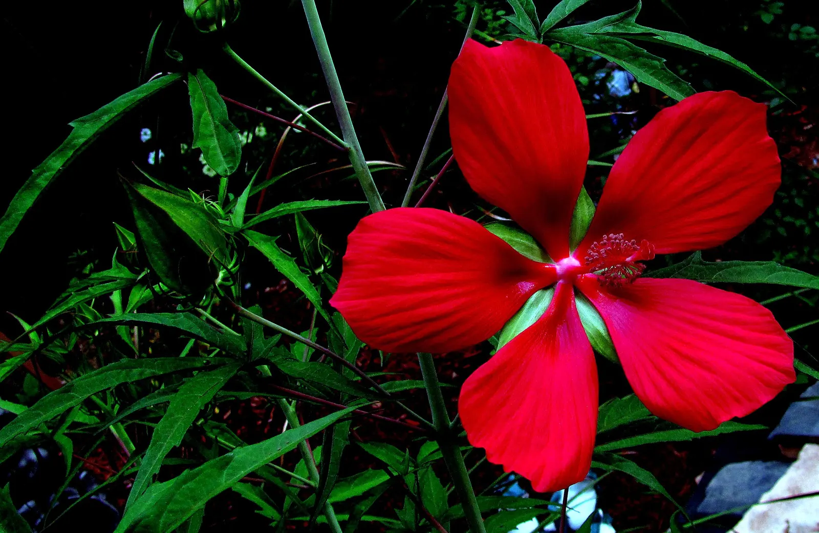 Brilliant Hibiscus (Hibiscus Rosa-Sinensis 'Brilliant') — red flowers in the garden; with its dazzling red flowers, image 67