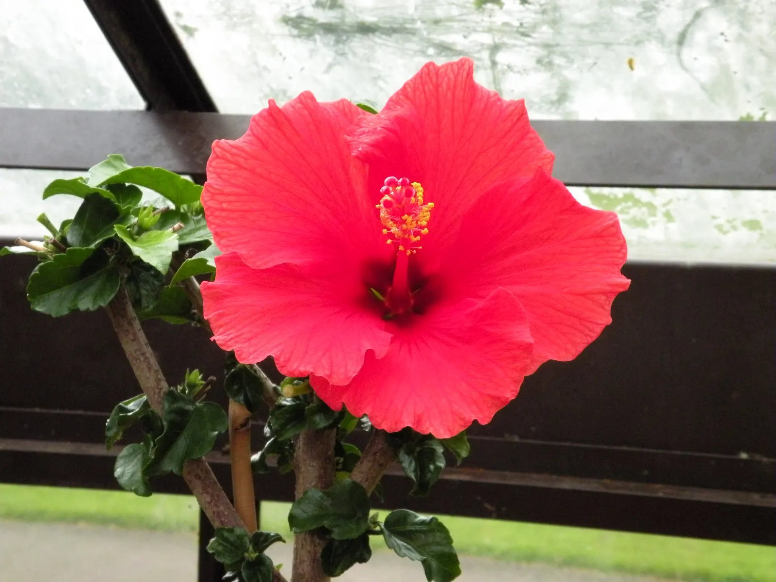 Brilliant Hibiscus (Hibiscus Rosa-Sinensis 'Brilliant') — preferring full sun to partial shade to achieve optimal growth and flowering, image 35