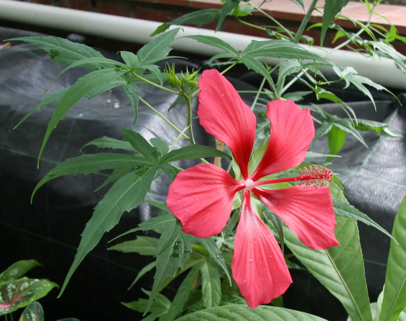 Brilliant Hibiscus (Hibiscus Rosa-Sinensis 'Brilliant') — especially during dry spells.<br><br>Reaching a mature height of 4 to 8 feet and a width, image 60