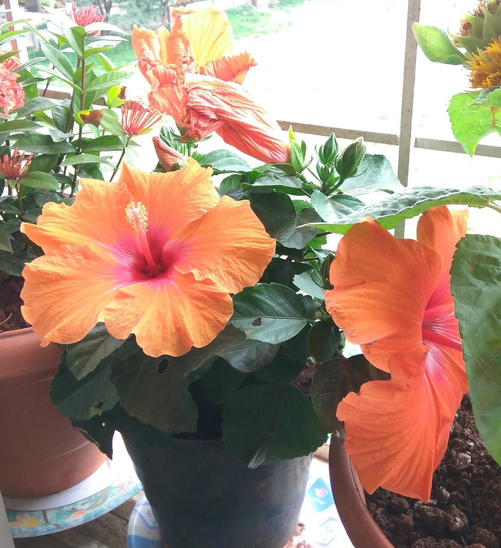Brilliant Hibiscus (Hibiscus Rosa-Sinensis 'Brilliant') — with sizes ranging from 3 to 6 inches long; red flowers in the garden