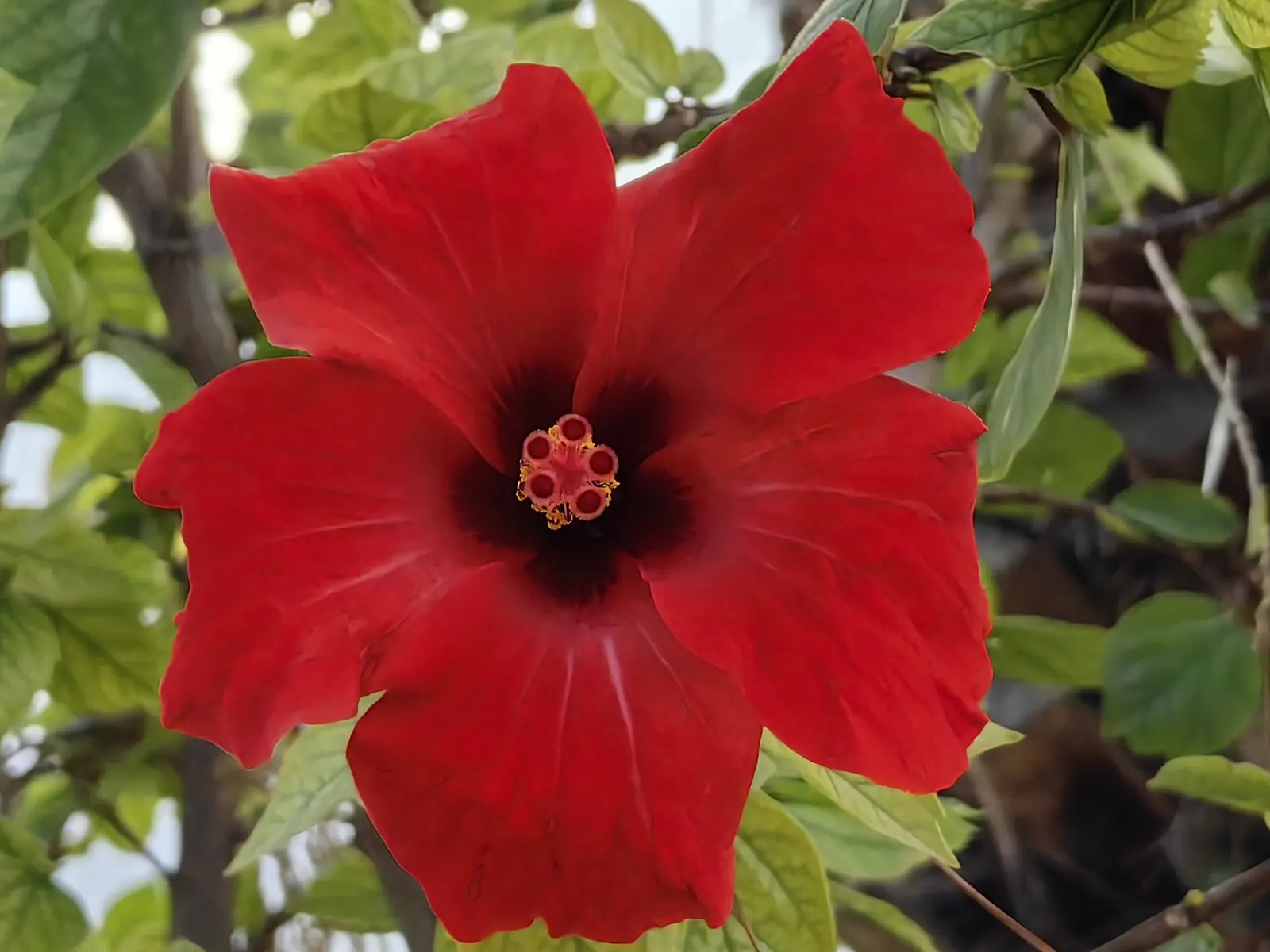 Brilliant Hibiscus (Hibiscus Rosa-Sinensis 'Brilliant') — it is essential to consider its growth needs and visual impact; crimson-red blooms spanning 4-6