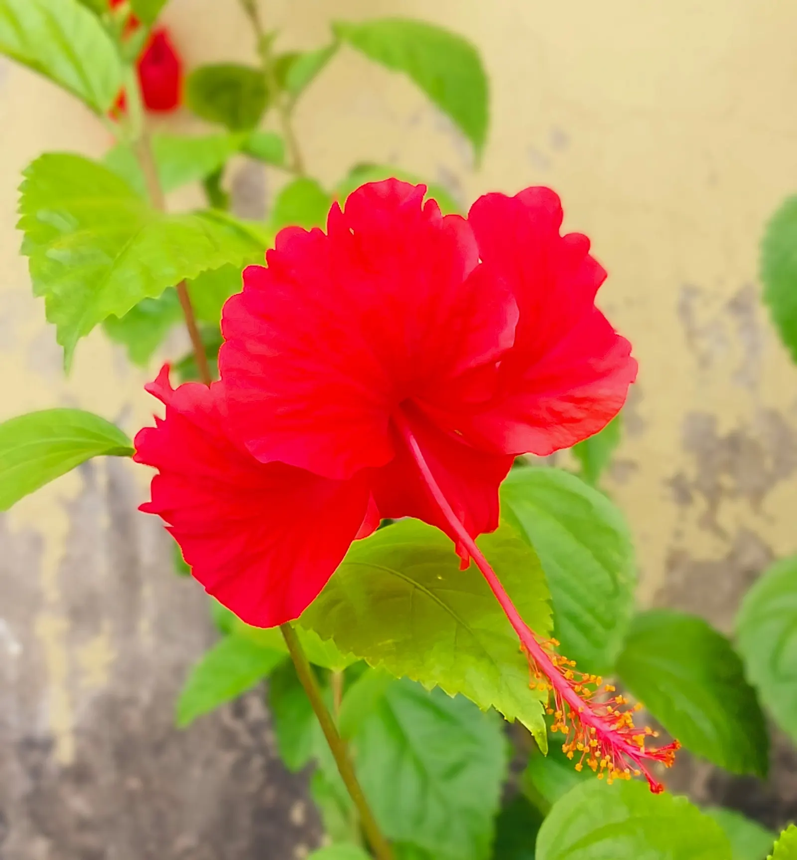 Brilliant Hibiscus (Hibiscus Rosa-Sinensis 'Brilliant') — Preferring well-drained, fertile soil, it requires regular watering with moderate drought tolerance
