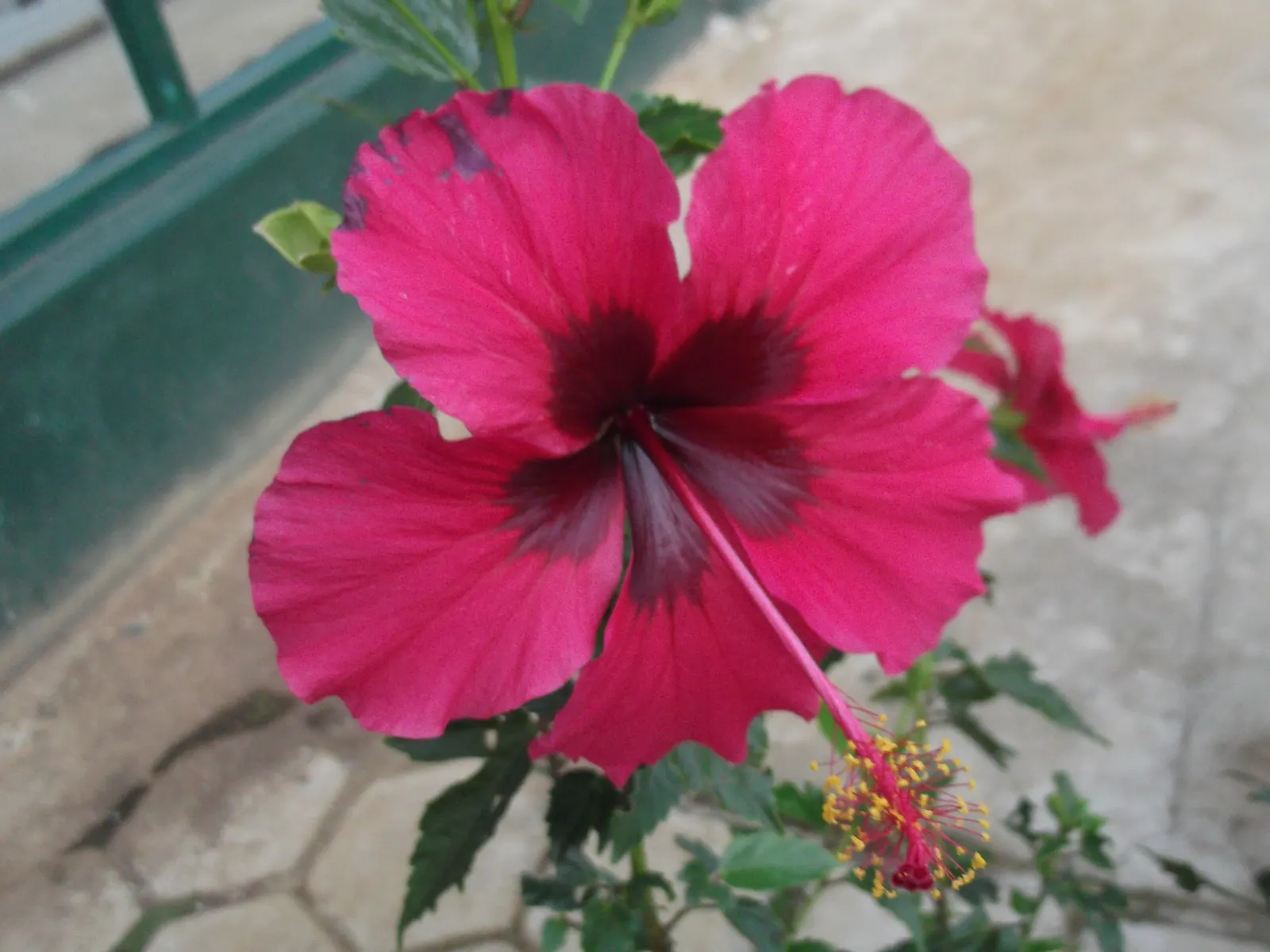 Brilliant Hibiscus (Hibiscus Rosa-Sinensis 'Brilliant') — yet showy plant that brings life and color to their garden spaces; shrub with red blooms