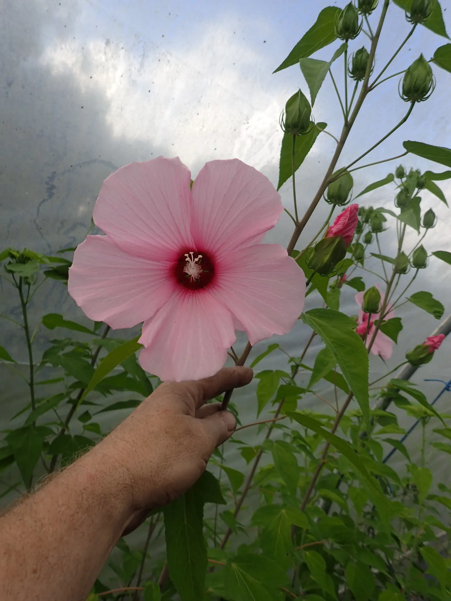 Brilliant Hibiscus (Hibiscus Rosa-Sinensis 'Brilliant') — it adds a tropical flair to mixed borders or as a standout specimen in residential or, image 73