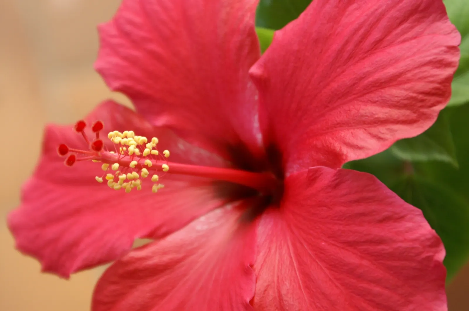 Brilliant Hibiscus (Hibiscus Rosa-Sinensis 'Brilliant') — Clients will appreciate this low-maintenance