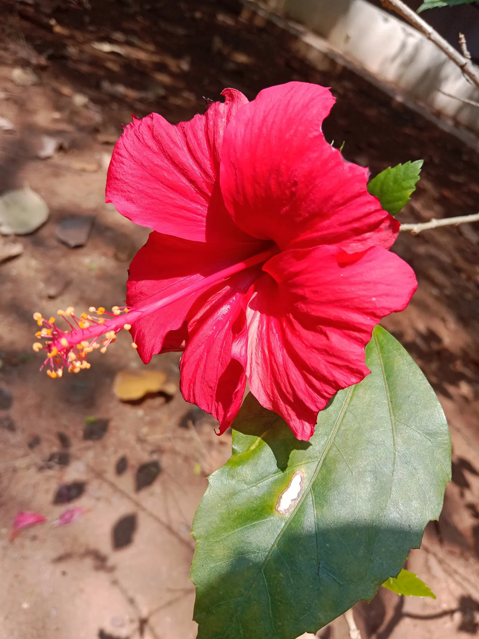 Brilliant Hibiscus (Hibiscus Rosa-Sinensis 'Brilliant') — crimson-red blooms spanning 4-6 inches in diameter