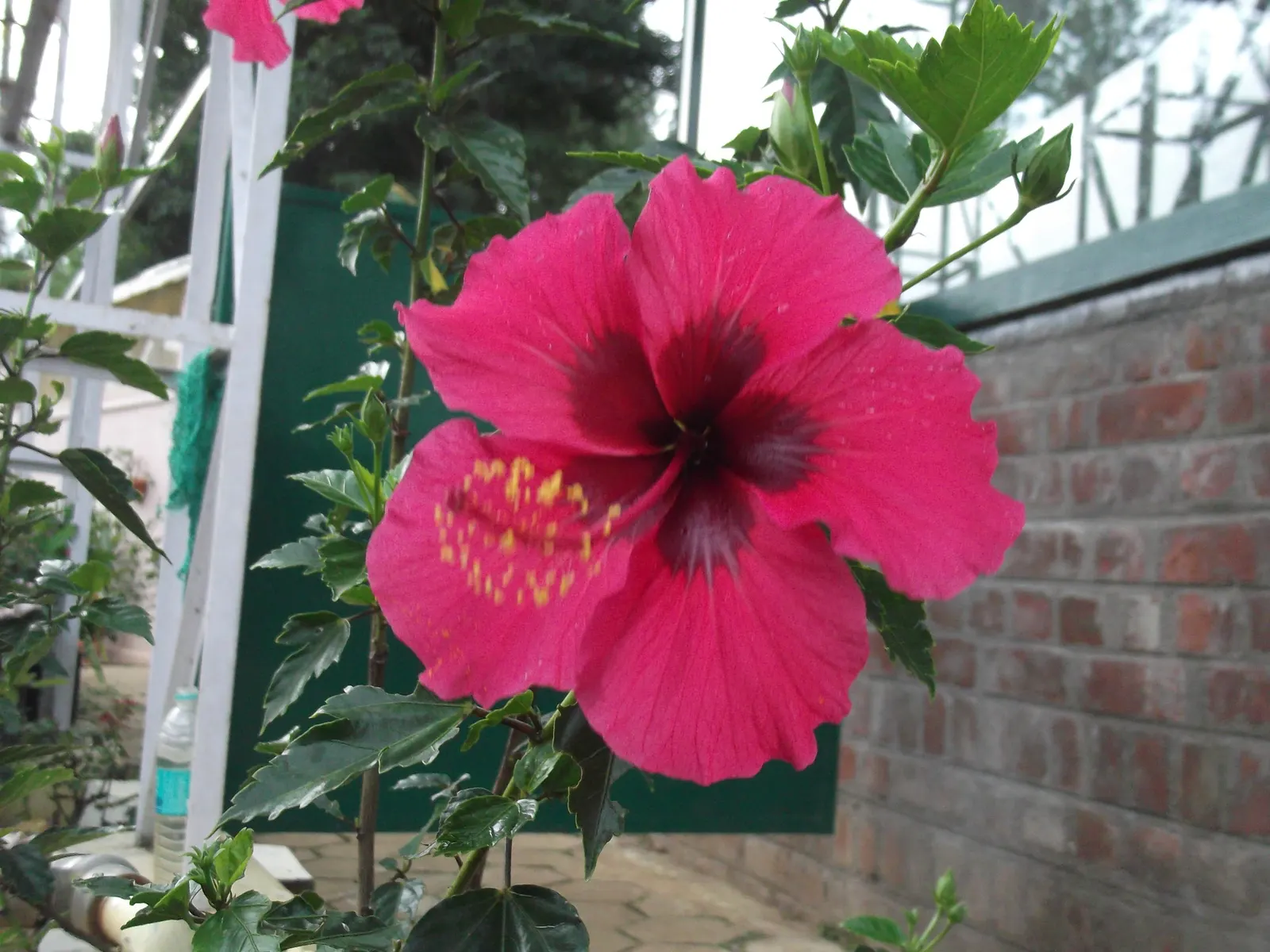 Brilliant Hibiscus (Hibiscus Rosa-Sinensis 'Brilliant') — With its dazzling red flowers; or even container-grown for patios and balconies where, image 52