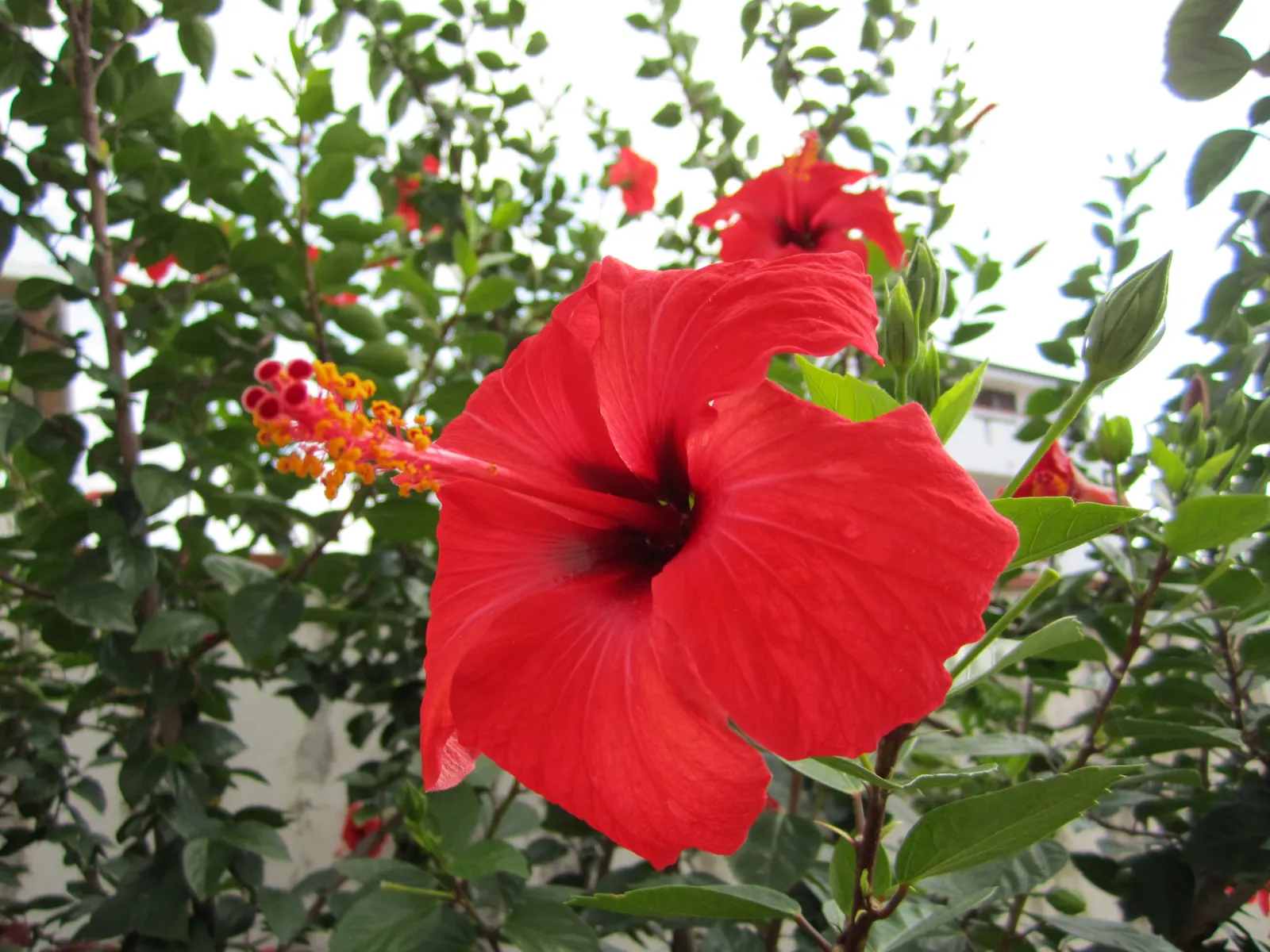 Brilliant Hibiscus (Hibiscus Rosa-Sinensis 'Brilliant') — each blossom can span approximately 4 to 8 inches in diameter; shrub for full or half, image 53