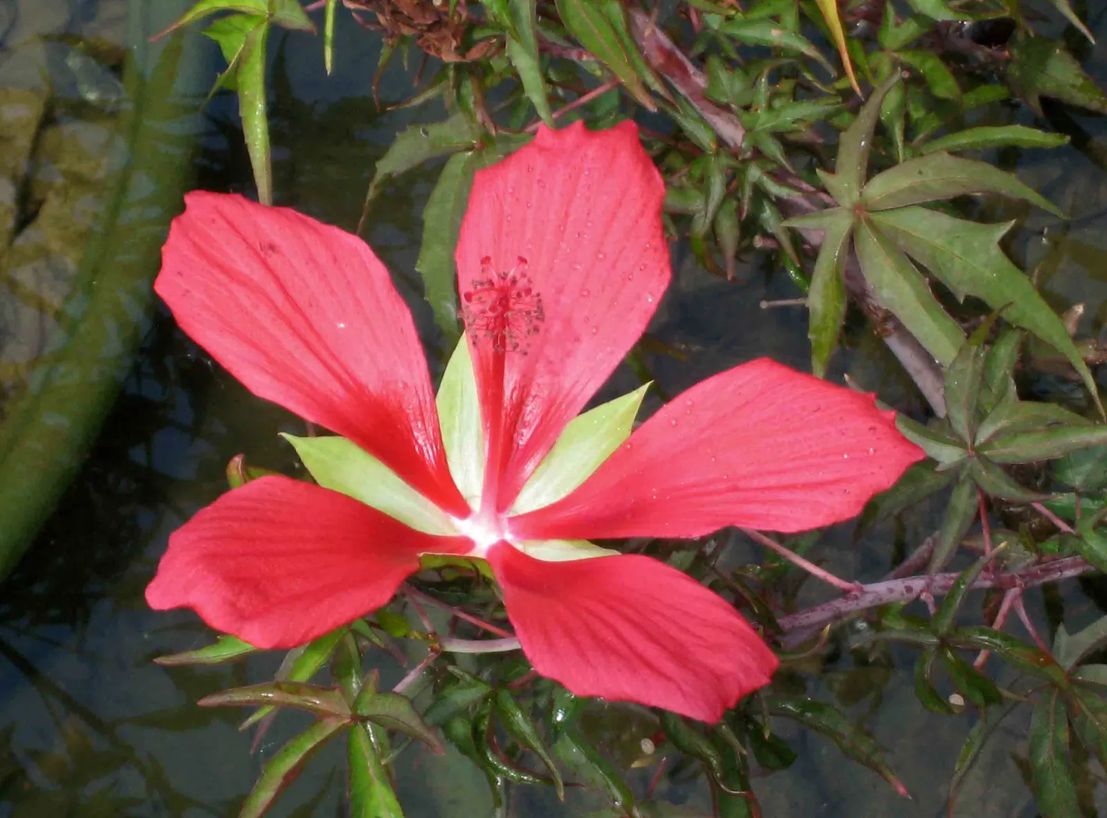 Brilliant Hibiscus (Hibiscus Rosa-Sinensis 'Brilliant') — Preferring well-drained, fertile soil, it requires regular watering with moderate drought, image 26