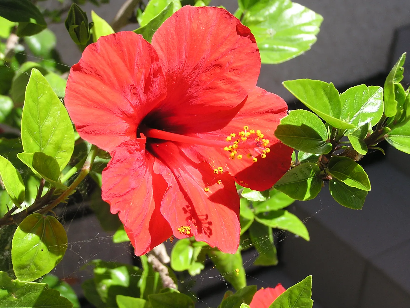 Brilliant Hibiscus (Hibiscus Rosa-Sinensis 'Brilliant') — crimson-red blooms spanning 4-6 inches in diameter; it adds a tropical flair to mixed, image 70