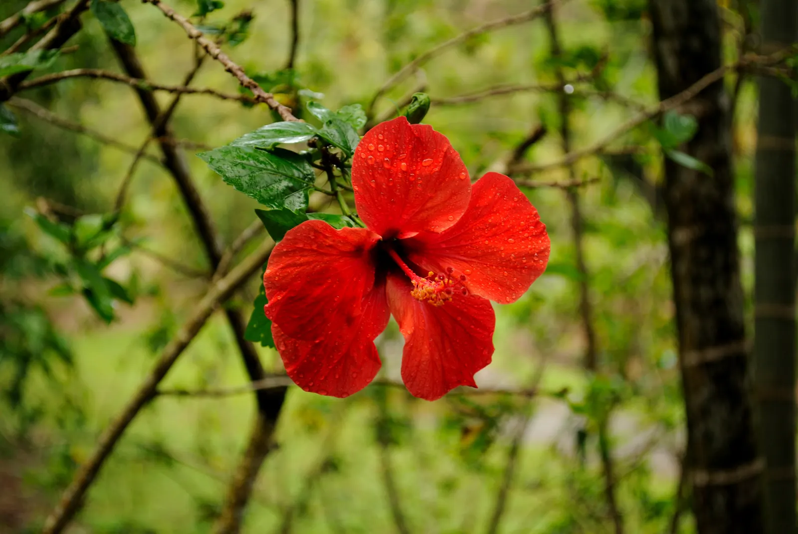 Brilliant Hibiscus (Hibiscus Rosa-Sinensis 'Brilliant') — preferring full sun to partial shade to achieve optimal growth and flowering