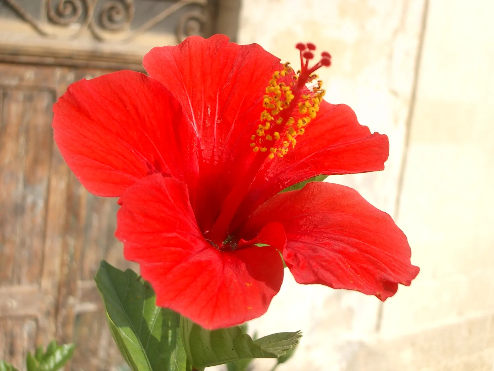Brilliant Hibiscus (Hibiscus Rosa-Sinensis 'Brilliant') — each blossom can span approximately 4 to 8 inches in diameter