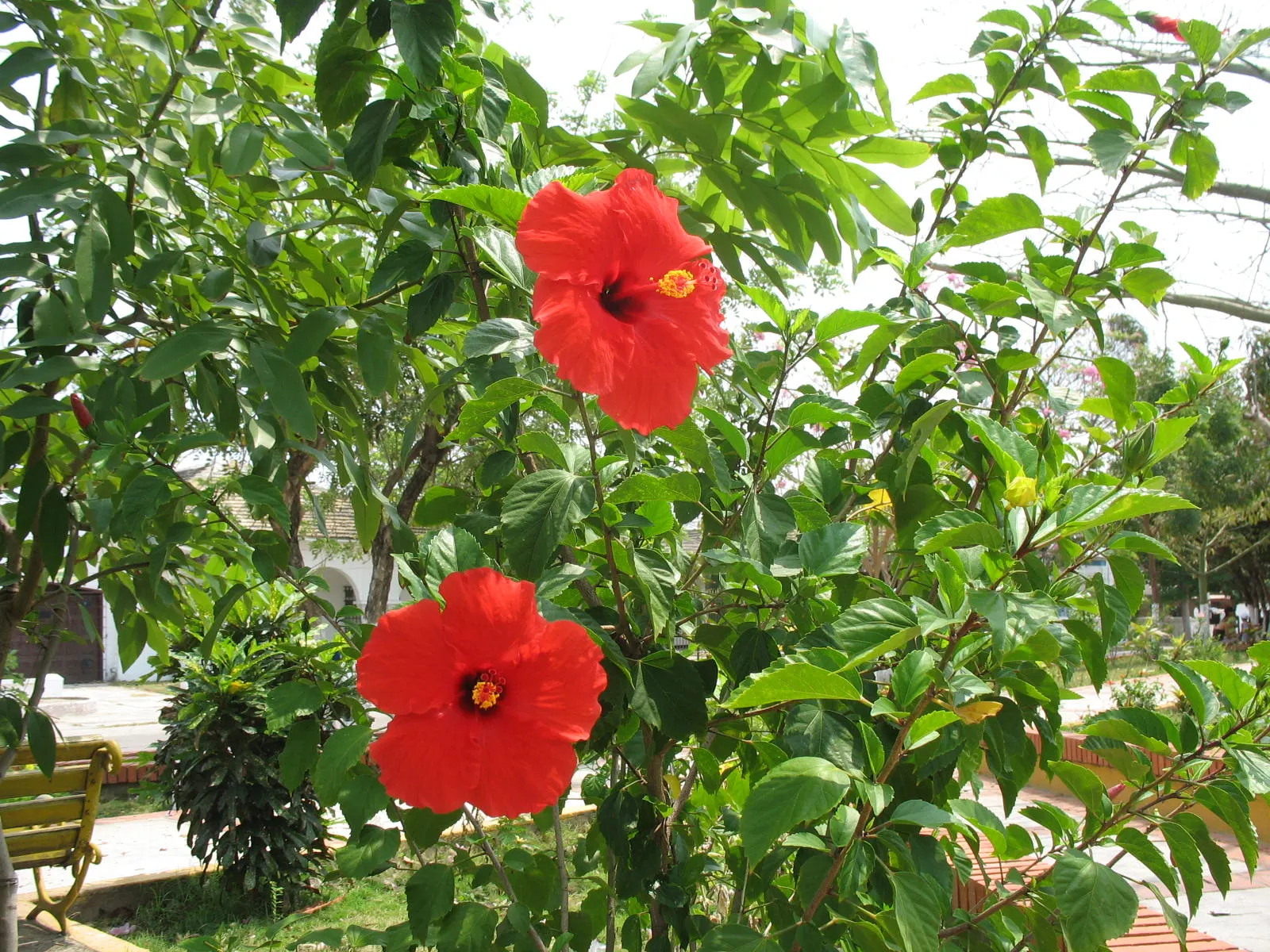 Brilliant Hibiscus (Hibiscus Rosa-Sinensis 'Brilliant') — preferring full sun to partial shade to achieve optimal growth and flowering, image 58