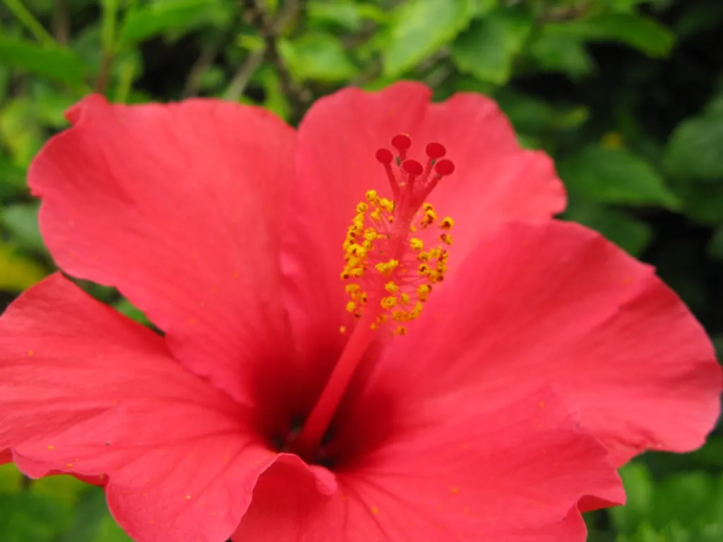 Brilliant Hibiscus (Hibiscus Rosa-Sinensis 'Brilliant') — This variety thrives in USDA Hardiness Zones 9 to 11; commonly referred to as the, image 80
