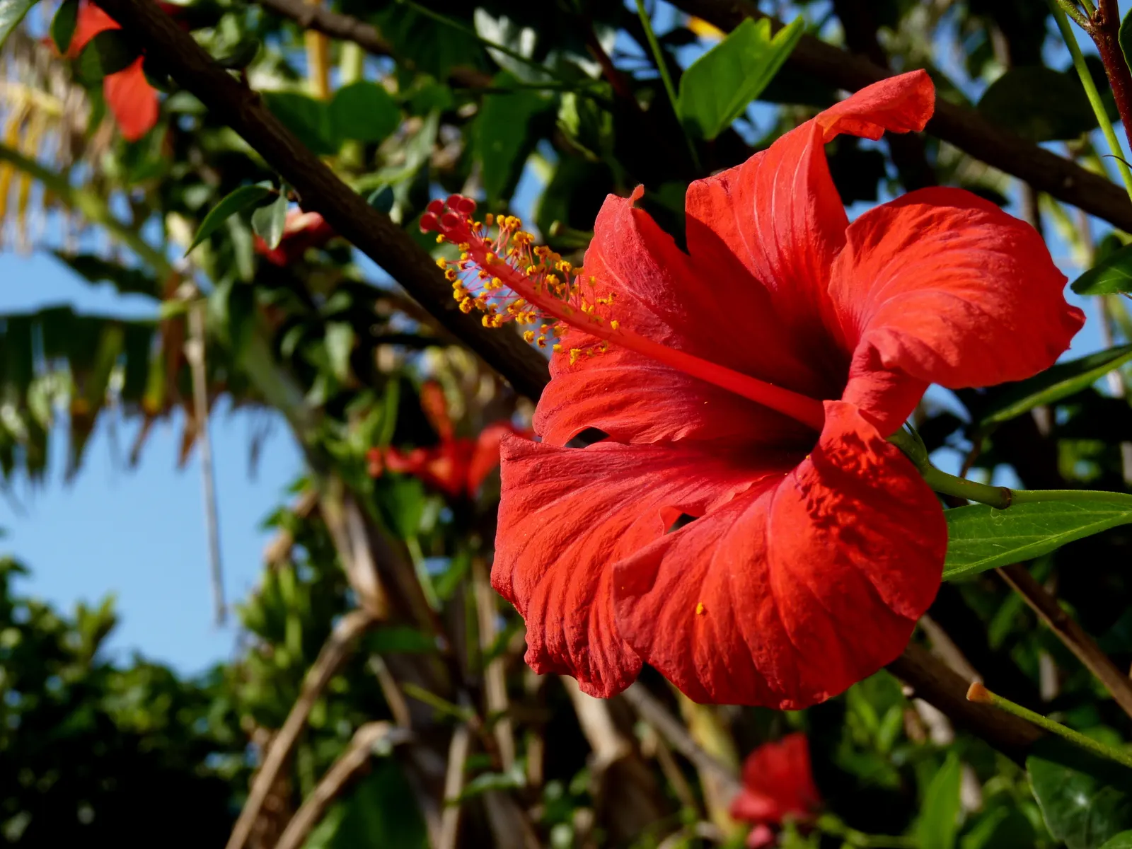 Brilliant Hibiscus (Hibiscus Rosa-Sinensis 'Brilliant') — commonly referred to as the Brilliant Hibiscus; glossy foliage.<br><br>The leaves of the, image 51