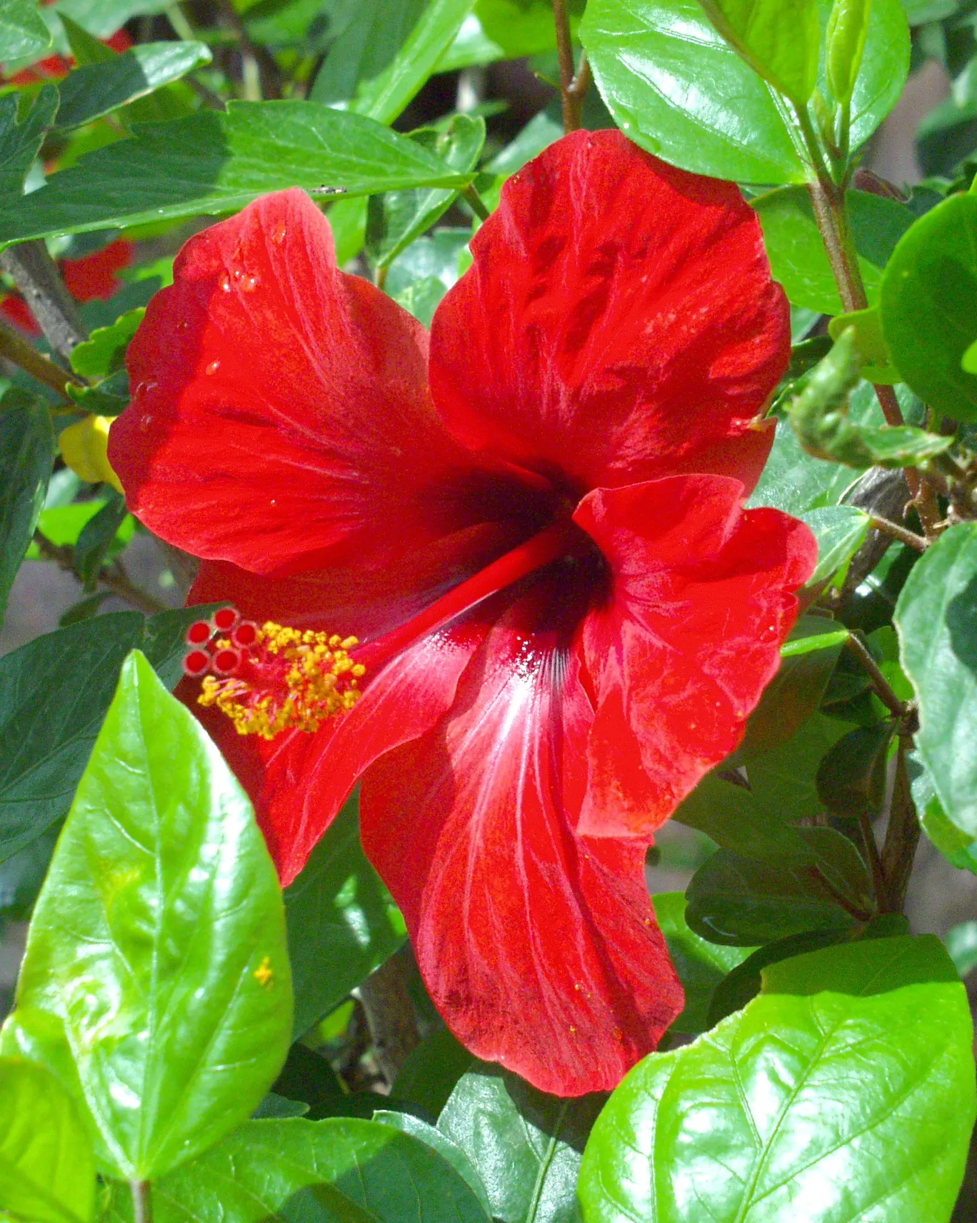 Brilliant Hibiscus (Hibiscus Rosa-Sinensis 'Brilliant') — it adds a tropical flair to mixed borders or as a standout specimen in residential or, image 27
