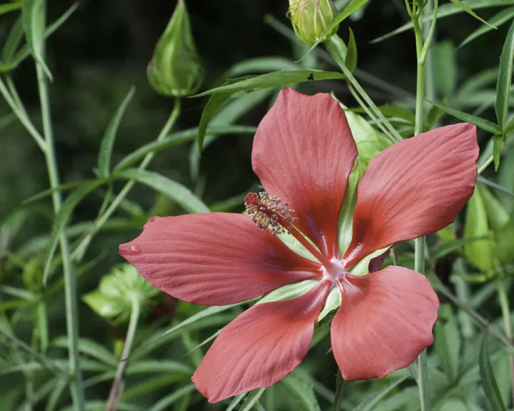 Brilliant Hibiscus (Hibiscus Rosa-Sinensis 'Brilliant') — each blossom can span approximately 4 to 8 inches in diameter; shrub for full or half, image 76