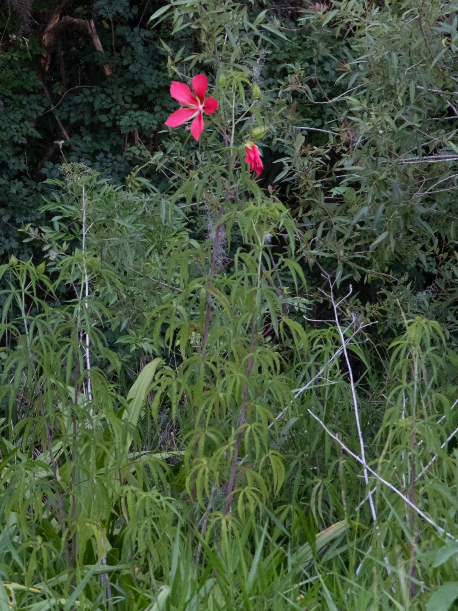 Brilliant Hibiscus (Hibiscus Rosa-Sinensis 'Brilliant') — it adds a tropical flair to mixed borders or as a standout specimen in residential or, image 50