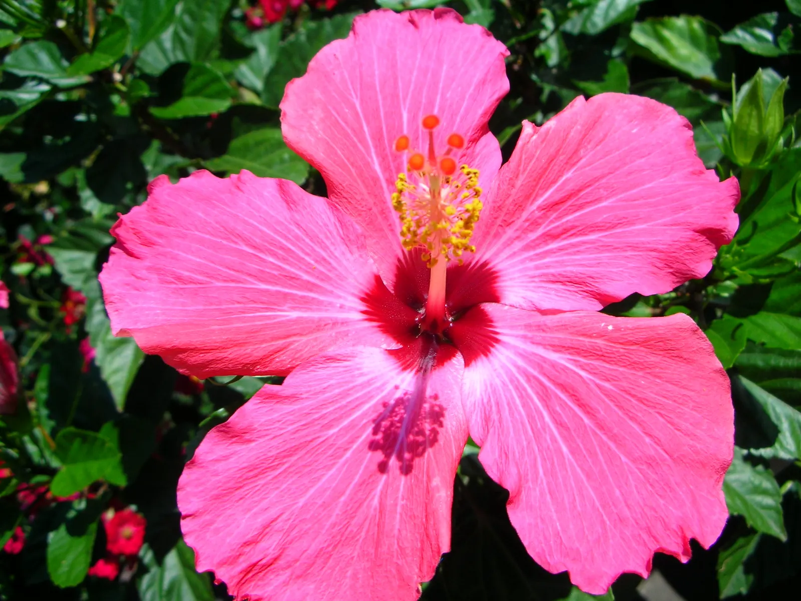 Brilliant Hibiscus (Hibiscus Rosa-Sinensis 'Brilliant') — commonly referred to as the Brilliant Hibiscus; glossy foliage.<br><br>The leaves of the, image 74