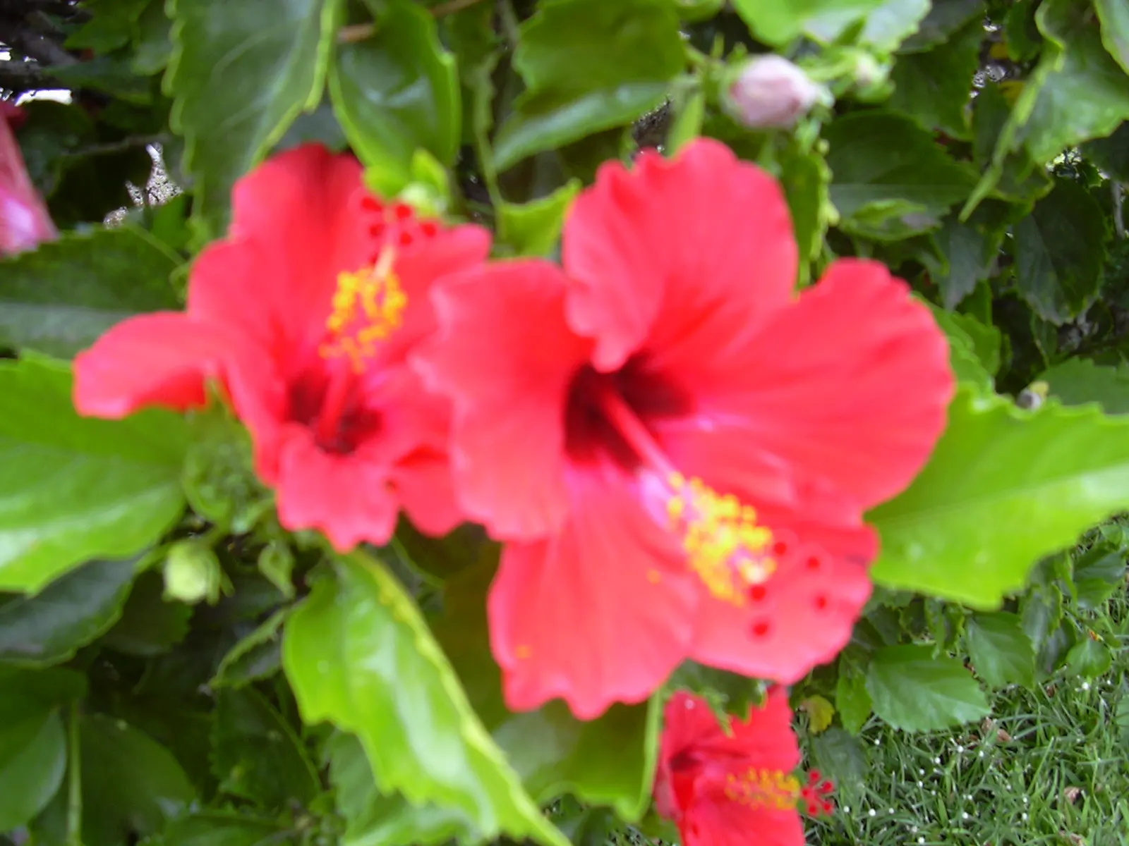 Brilliant Hibiscus (Hibiscus Rosa-Sinensis 'Brilliant') — This evergreen shrub reaches 4-8 feet high and 5-7 feet wide, flourishing in full sun to partial shade
