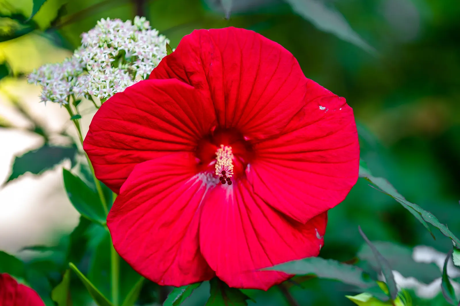 Brilliant Hibiscus (Hibiscus Rosa-Sinensis 'Brilliant') — it is essential to consider its growth needs and visual impact