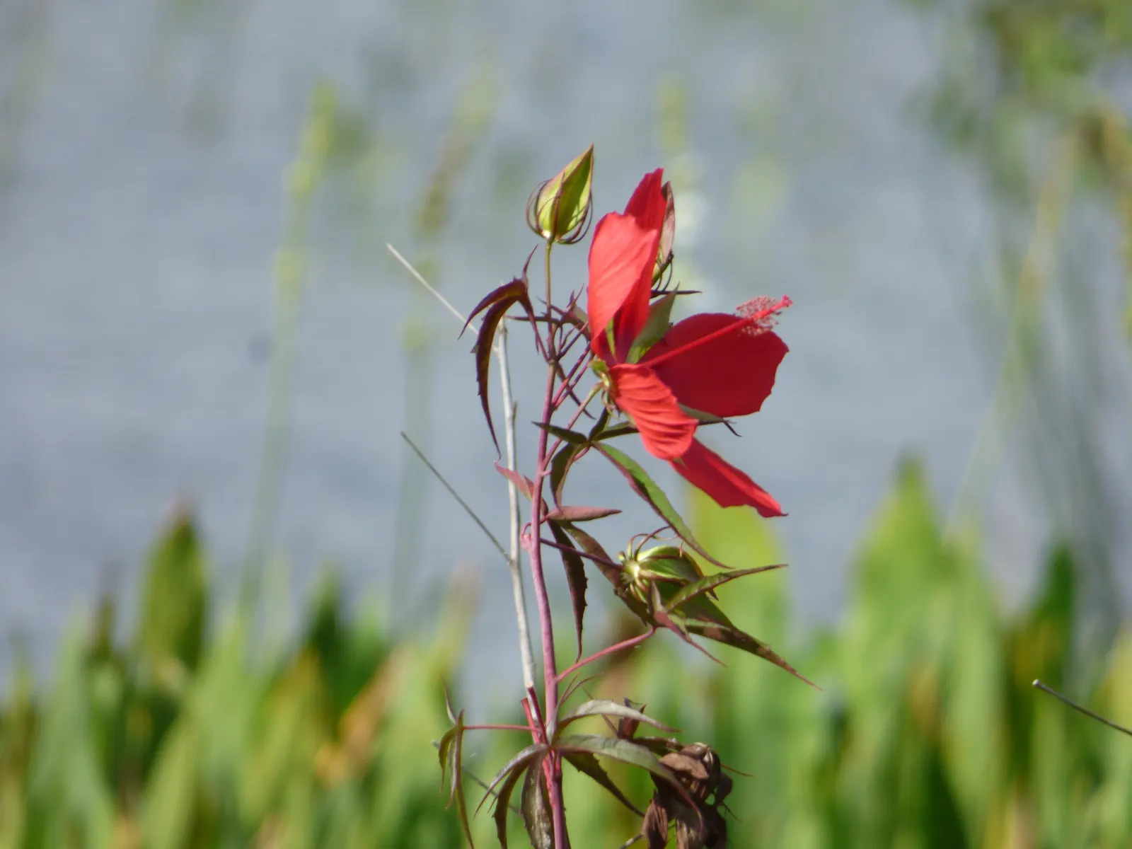 Brilliant Hibiscus (Hibiscus Rosa-Sinensis 'Brilliant') — glossy foliage.<br><br>The leaves of the Brilliant Hibiscus are ovate to lanceolate in, image 32
