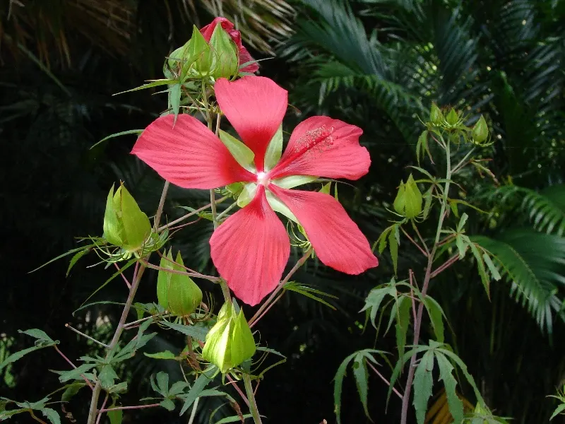 Brilliant Hibiscus (Hibiscus Rosa-Sinensis 'Brilliant') — or even container-grown for patios and balconies where space is limited; it is essential to consider