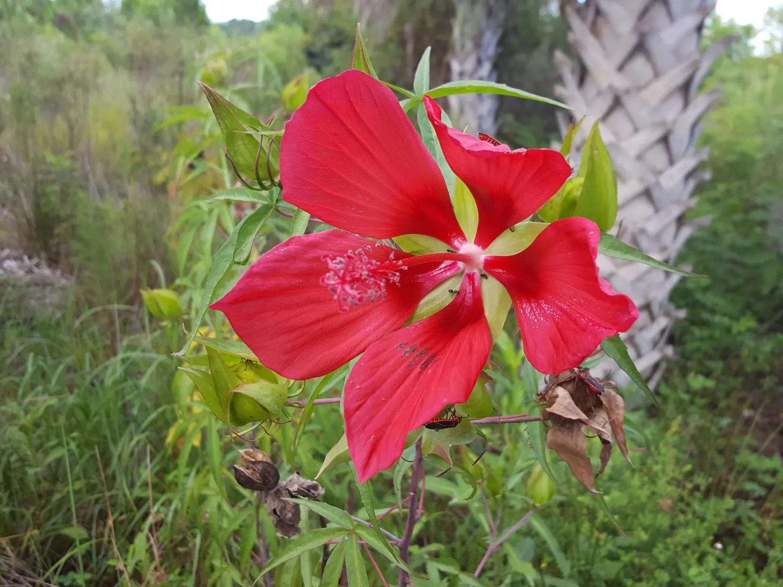 Brilliant Hibiscus (Hibiscus Rosa-Sinensis 'Brilliant') — Clients will appreciate this low-maintenance; the Brilliant Hibiscus can be used as a standalone