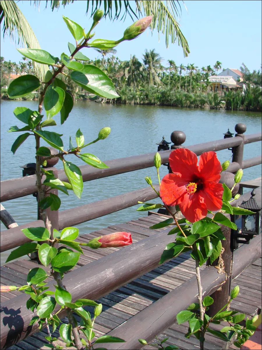 Brilliant Hibiscus (Hibiscus Rosa-Sinensis 'Brilliant') — It requires well-draining soil with moderate moisture and benefits from regular watering