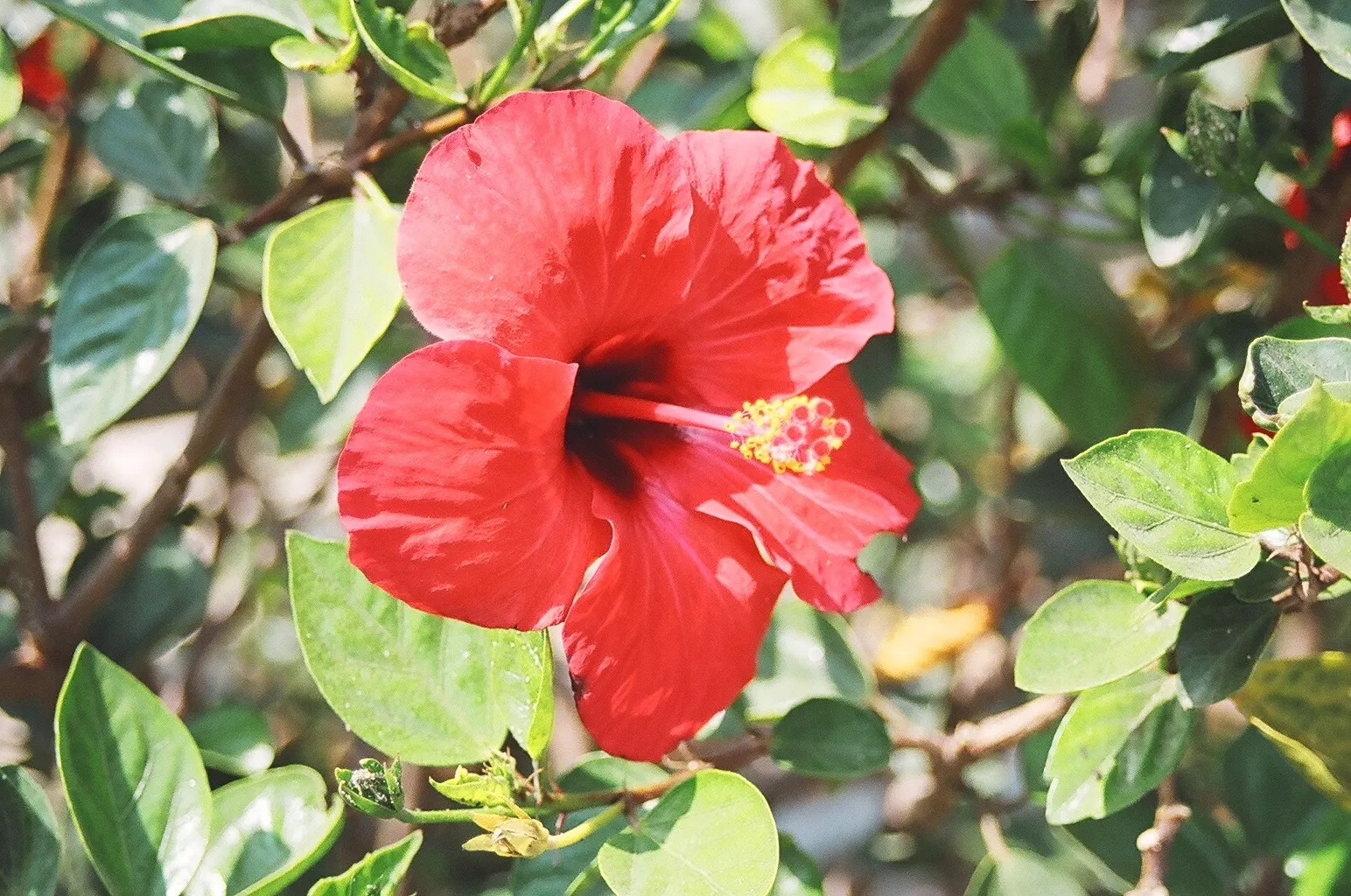 Brilliant Hibiscus (Hibiscus Rosa-Sinensis 'Brilliant') — This variety thrives in USDA Hardiness Zones 9 to 11; commonly referred to as the, image 57
