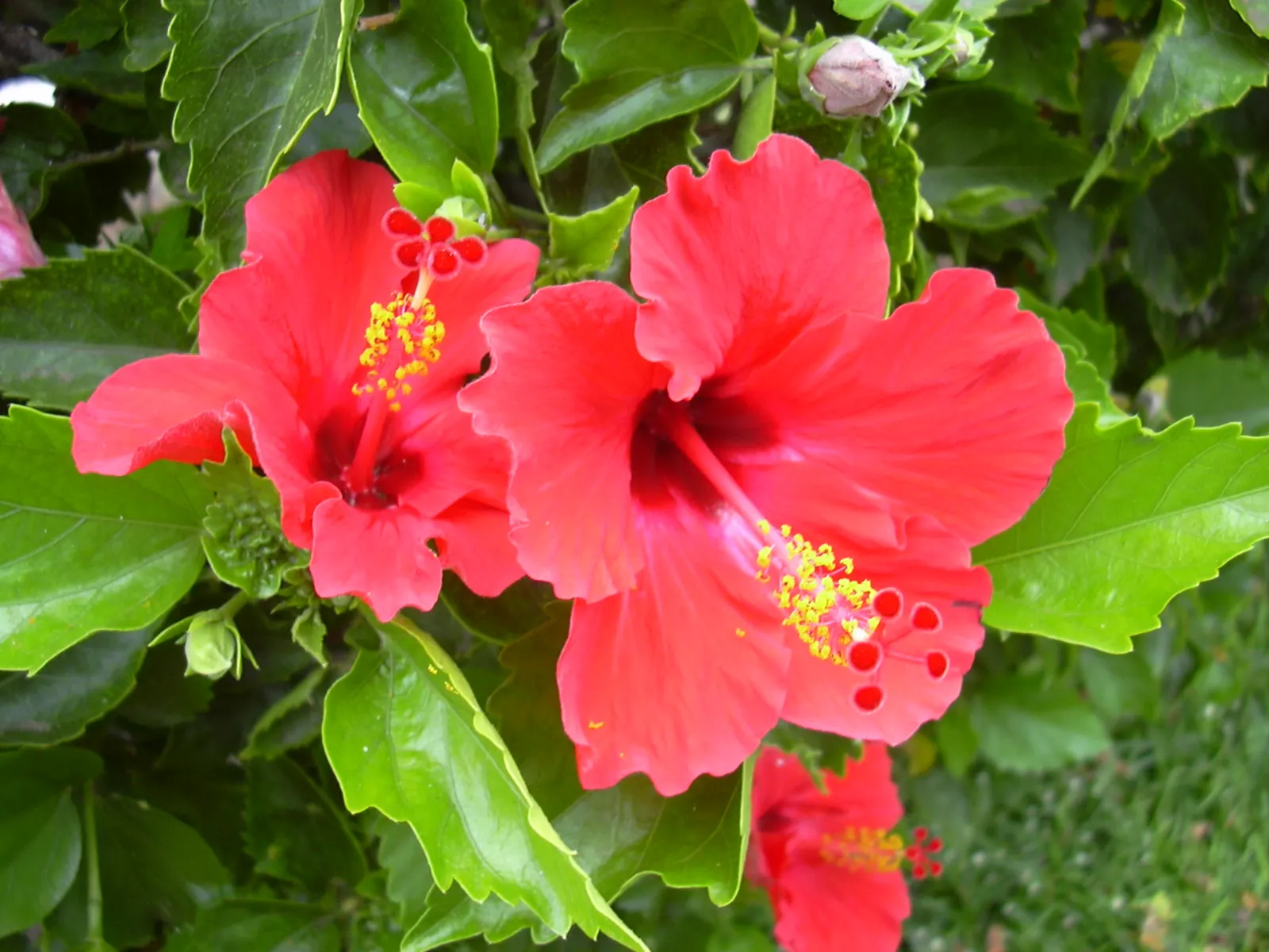 Brilliant Hibiscus (Hibiscus Rosa-Sinensis 'Brilliant') — it is essential to consider its growth needs and visual impact; crimson-red blooms, image 63