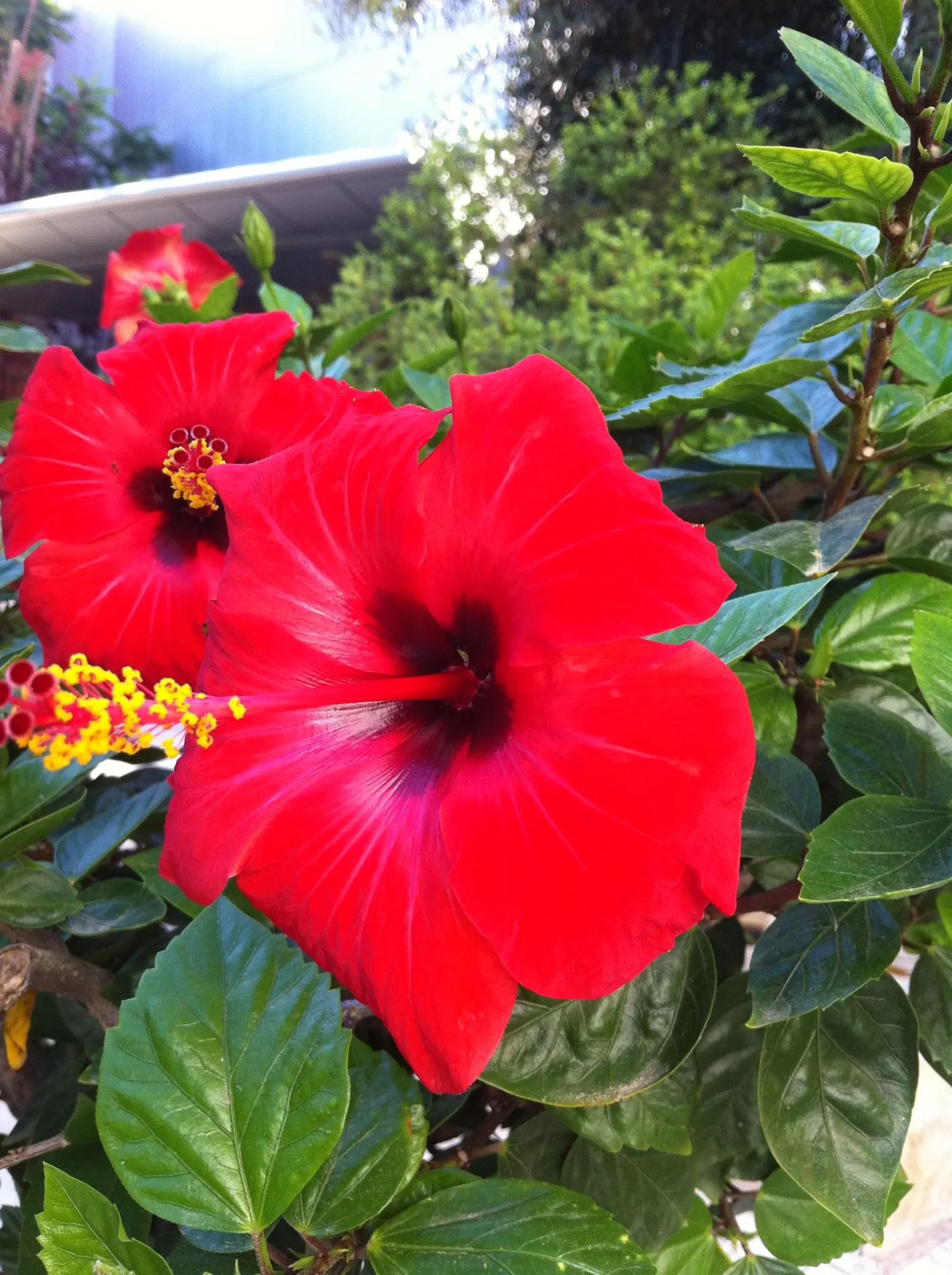 Brilliant Hibiscus (Hibiscus Rosa-Sinensis 'Brilliant') — crimson-red blooms spanning 4-6 inches in diameter; it adds a tropical flair to mixed, image 47